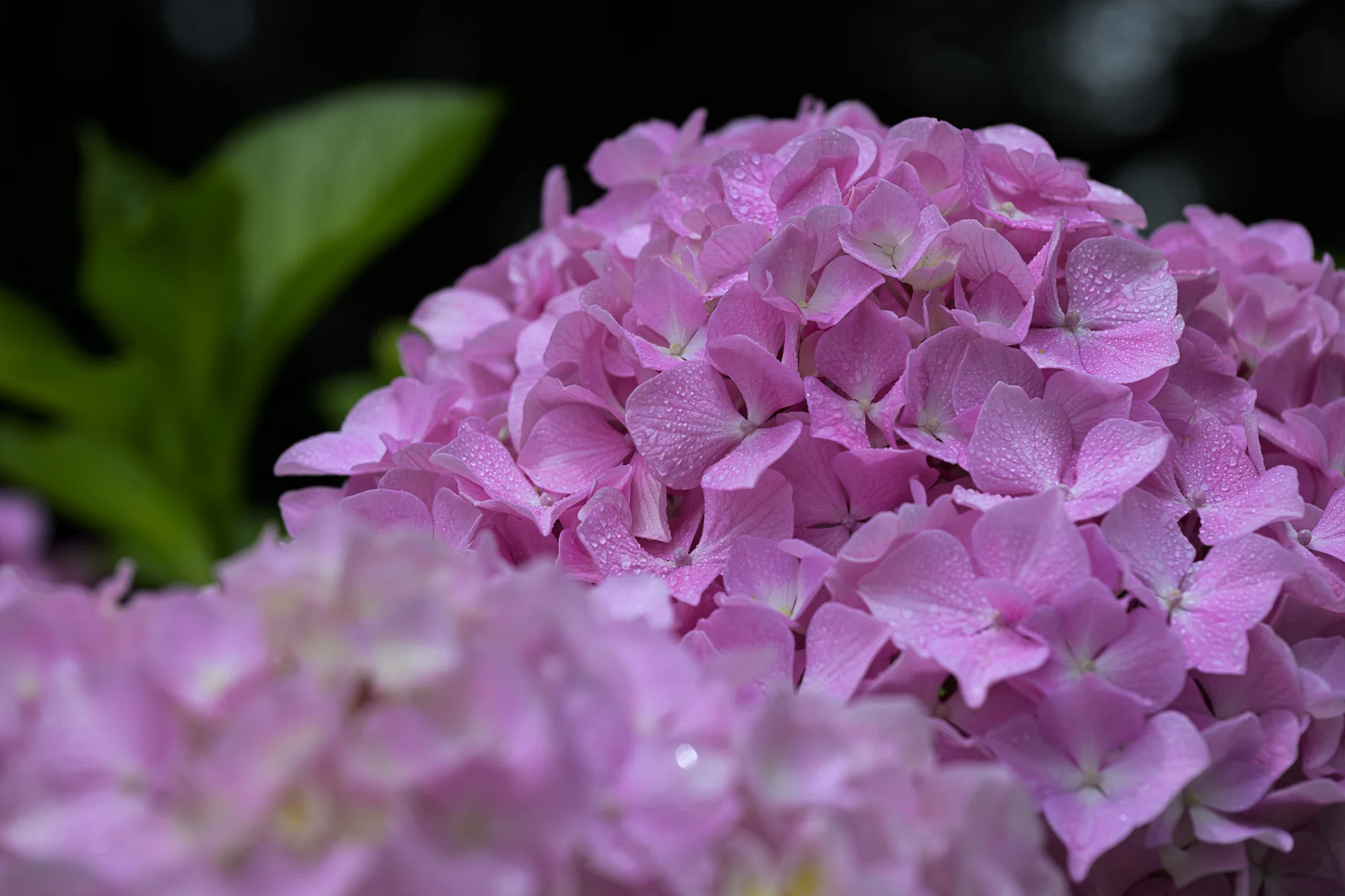 恵みの雨を待ちわびて。野良の紫陽花にかけた小さな魔法-Nikon Z8 +