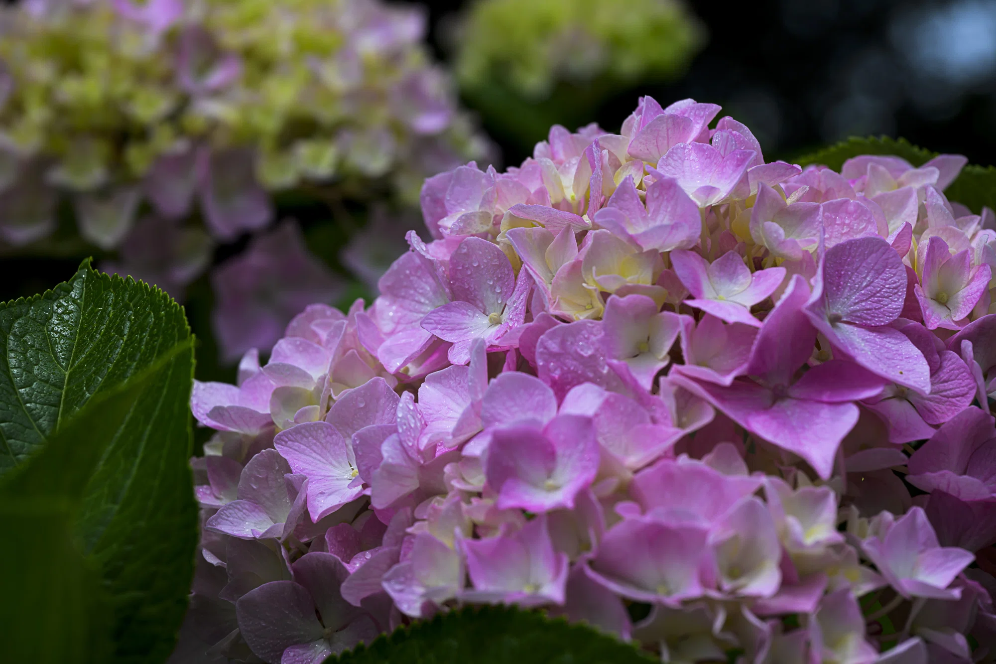 恵みの雨を待ちわびて。野良の紫陽花にかけた小さな魔法-Nikon Z8 +