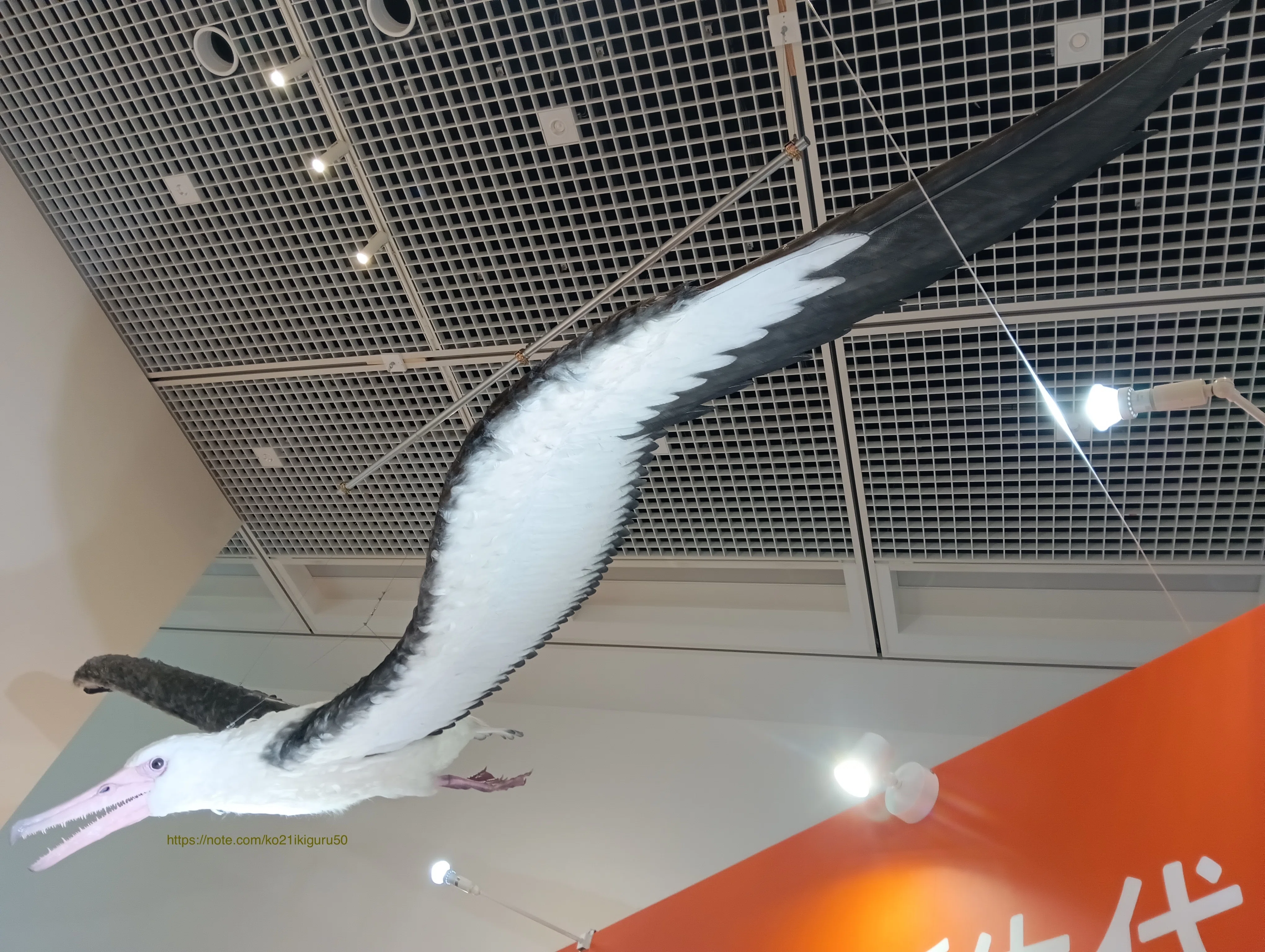 特別展「鳥」大阪会場で、400点超の鳥剥製をみてきた！｜いきものぐるり