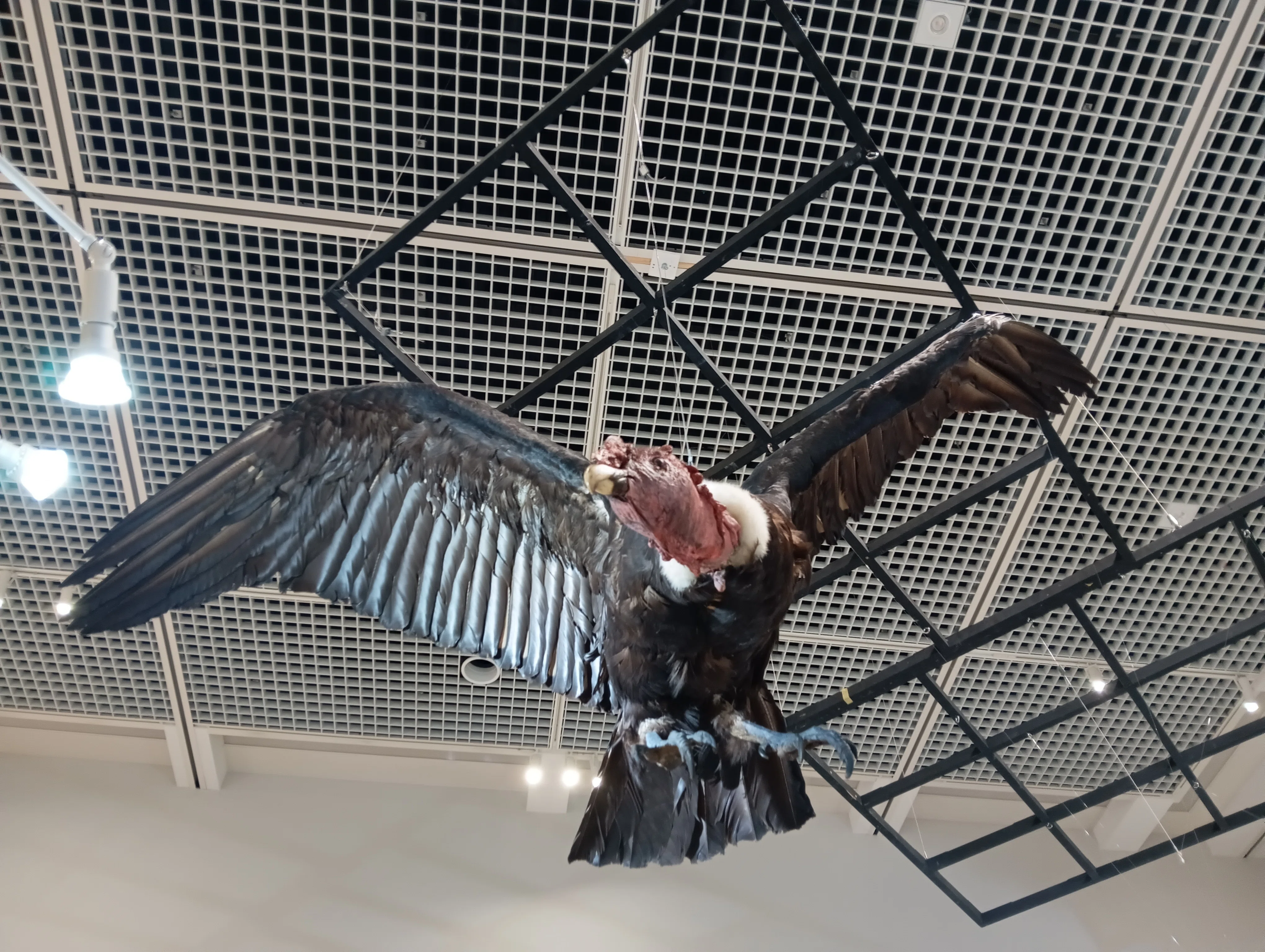 特別展「鳥」大阪会場で、400点超の鳥剥製をみてきた！｜いきものぐるり