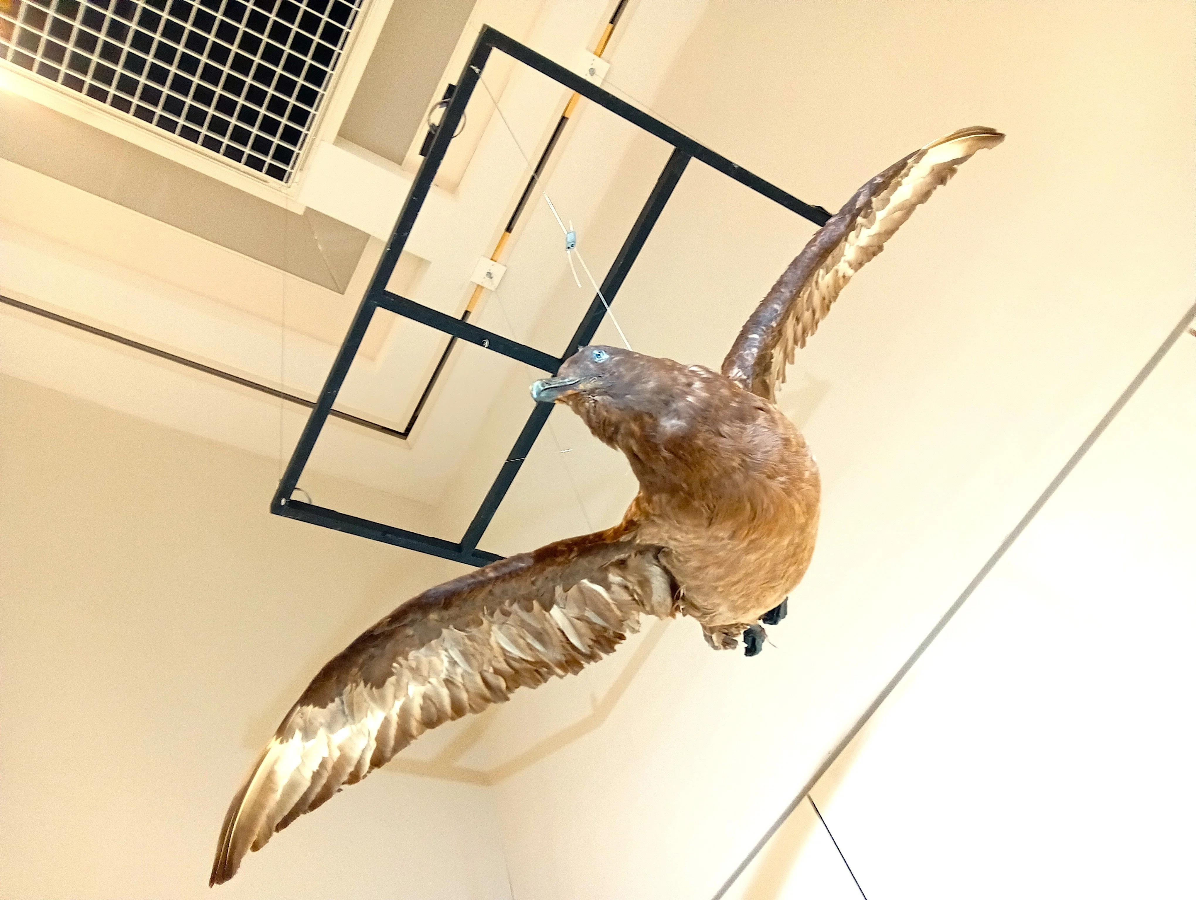 特別展「鳥」大阪会場で、400点超の鳥剥製をみてきた！｜いきものぐるり