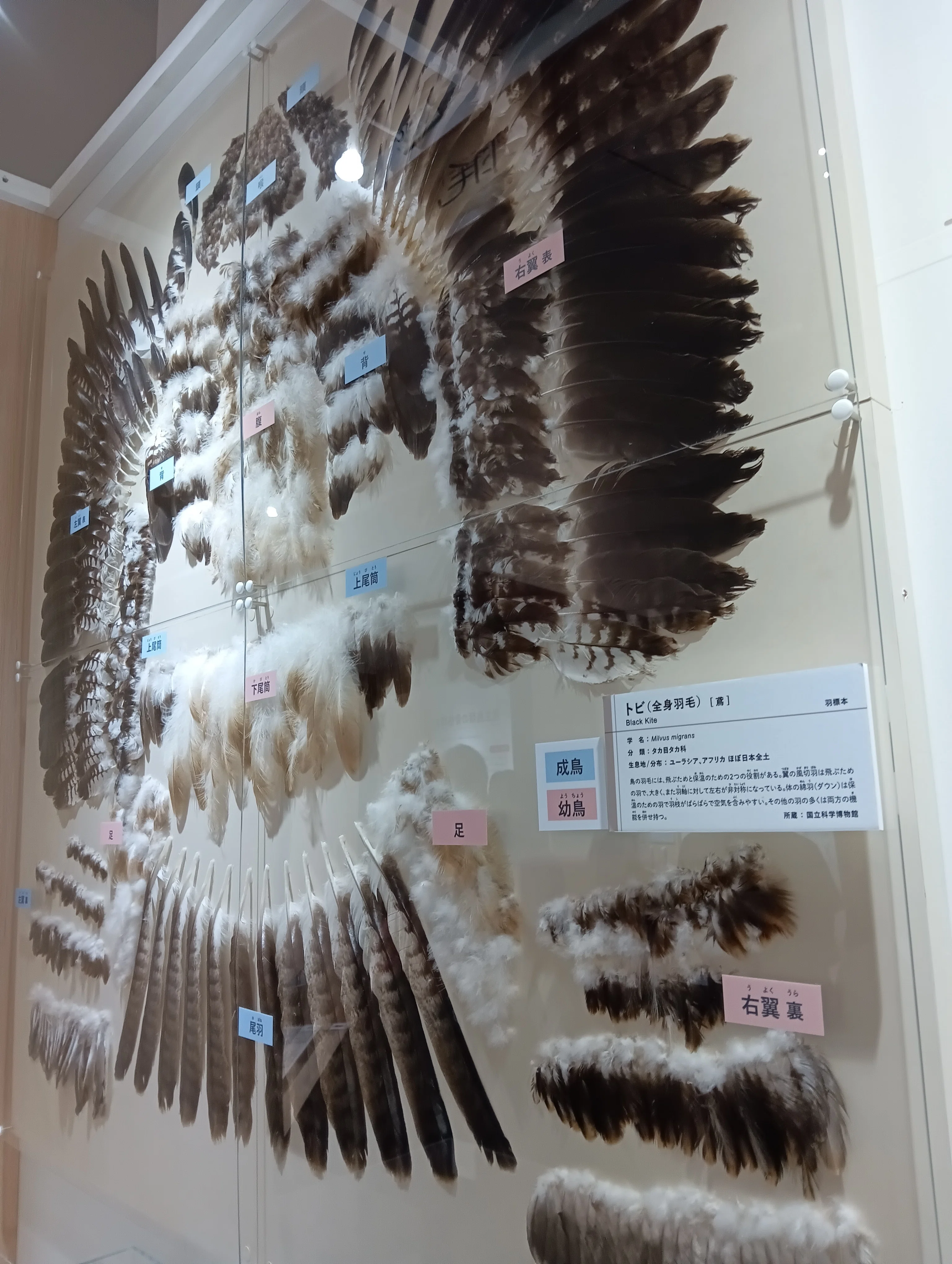 特別展「鳥」大阪会場で、400点超の鳥剥製をみてきた！｜いきものぐるり