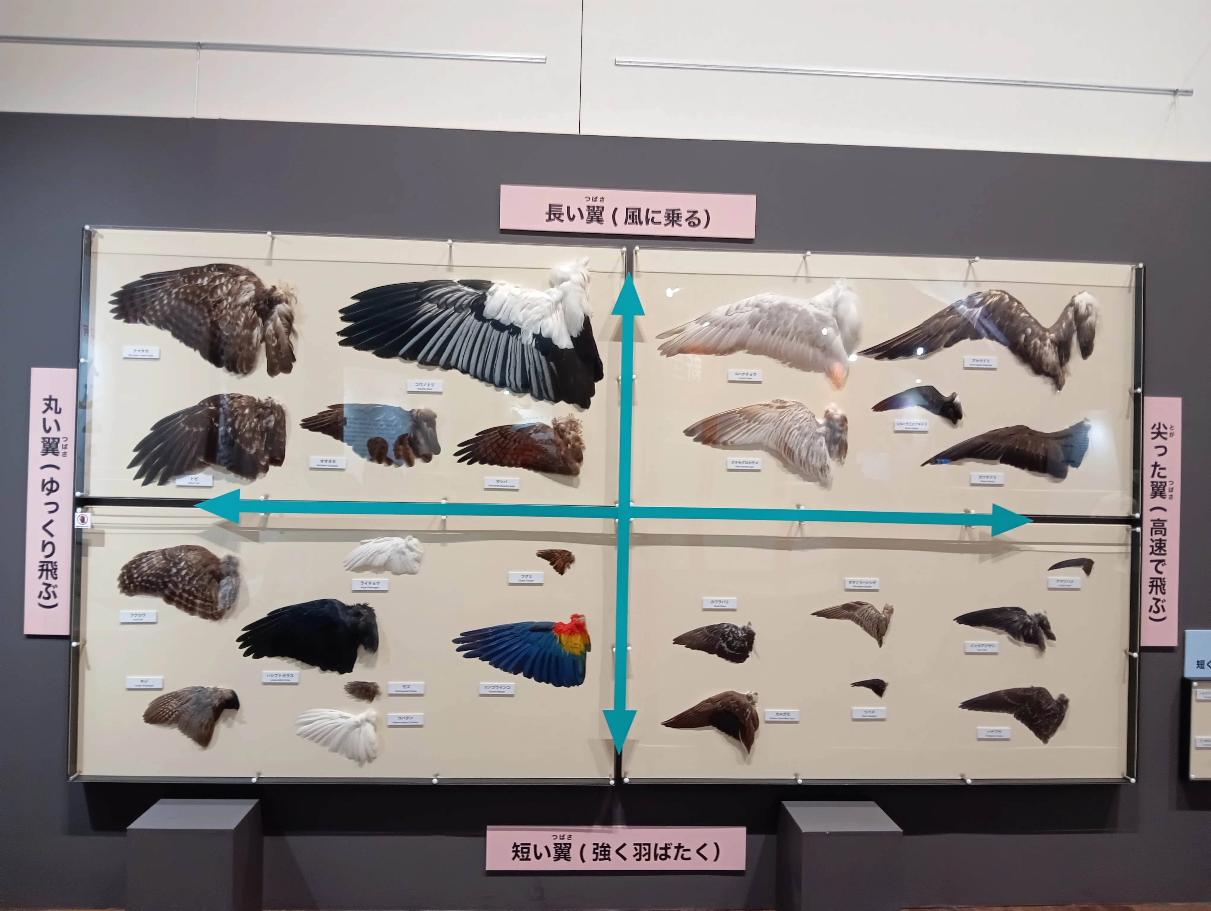 特別展「鳥」大阪会場で、400点超の鳥剥製をみてきた！｜いきものぐるり
