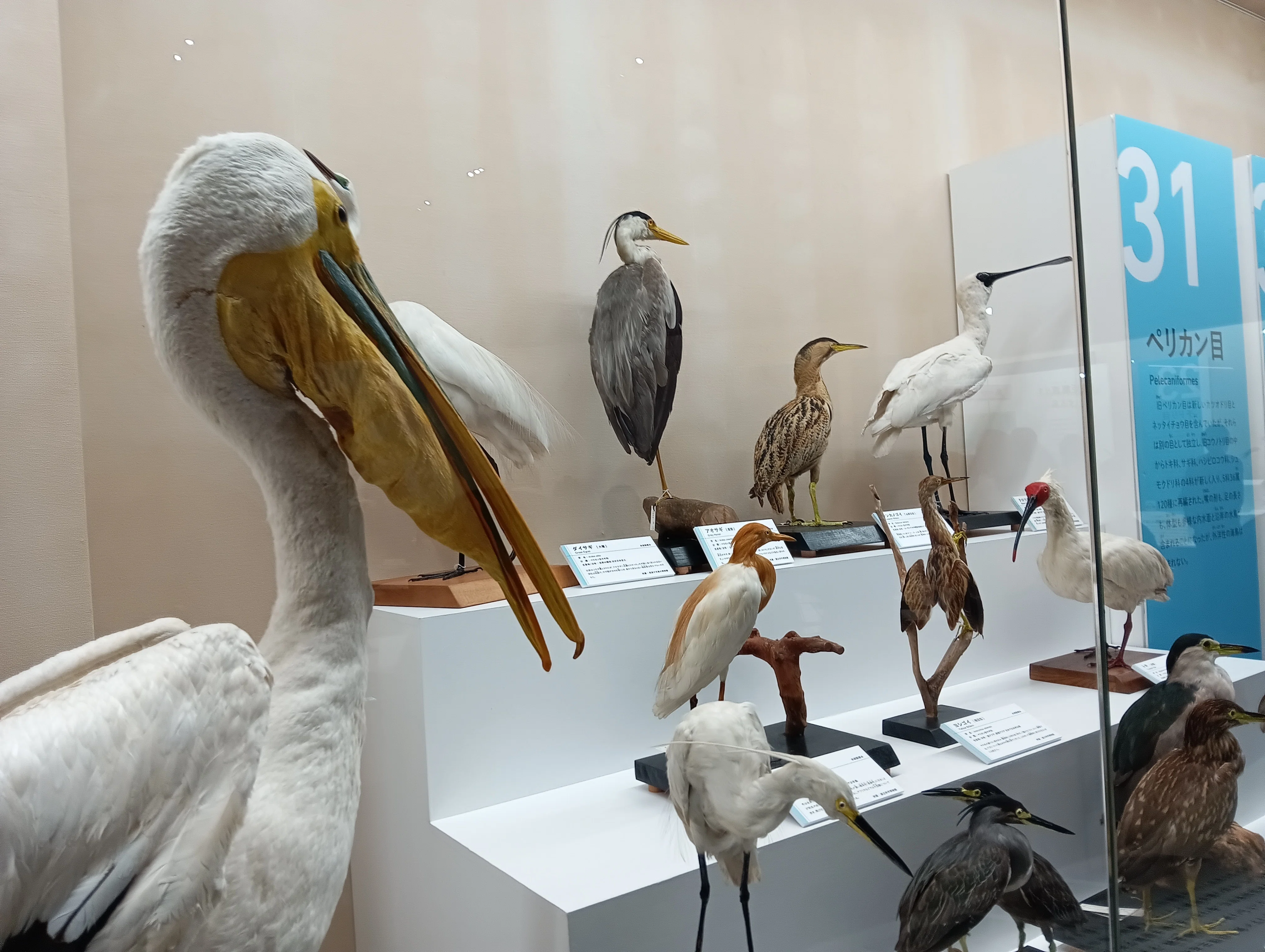 特別展「鳥」大阪会場で、400点超の鳥剥製をみてきた！｜いきものぐるり