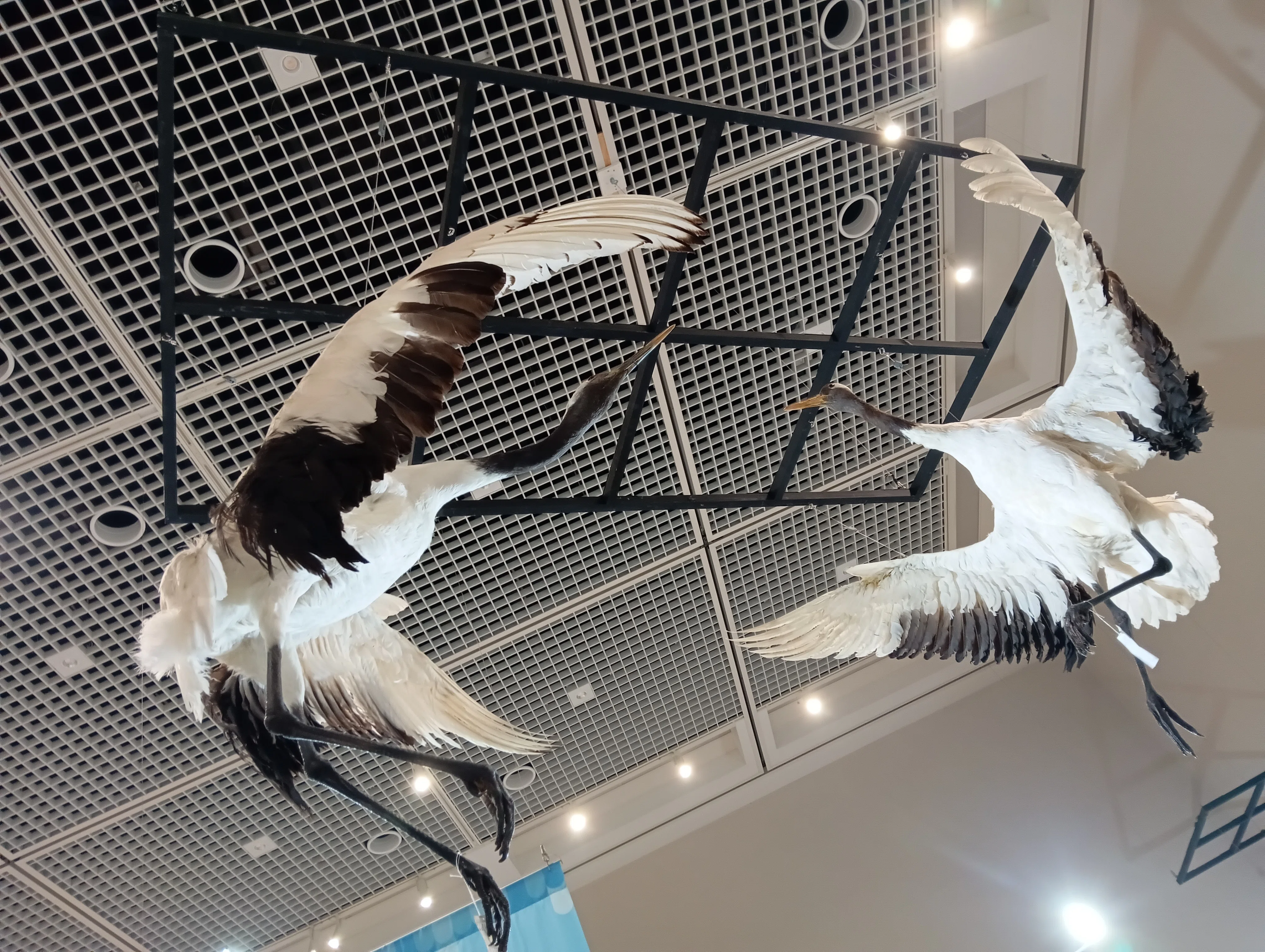 価格相談してください※鳥の剥製 特別展「鳥」大阪会場で、400点超の鳥剥製をみてきた！｜いきものぐるり