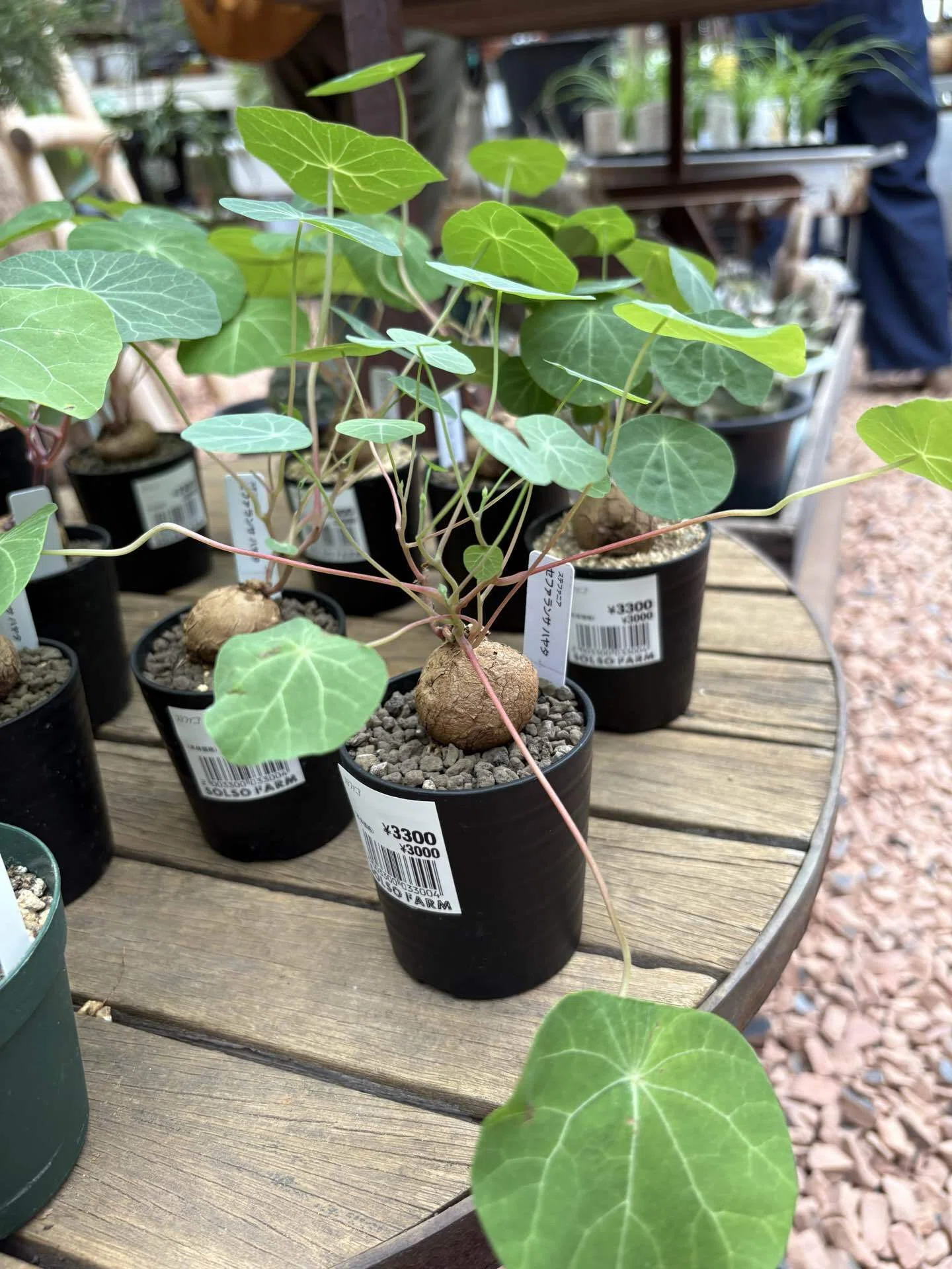 SOLSO FARMで植物に埋もれてきた｜Satosim