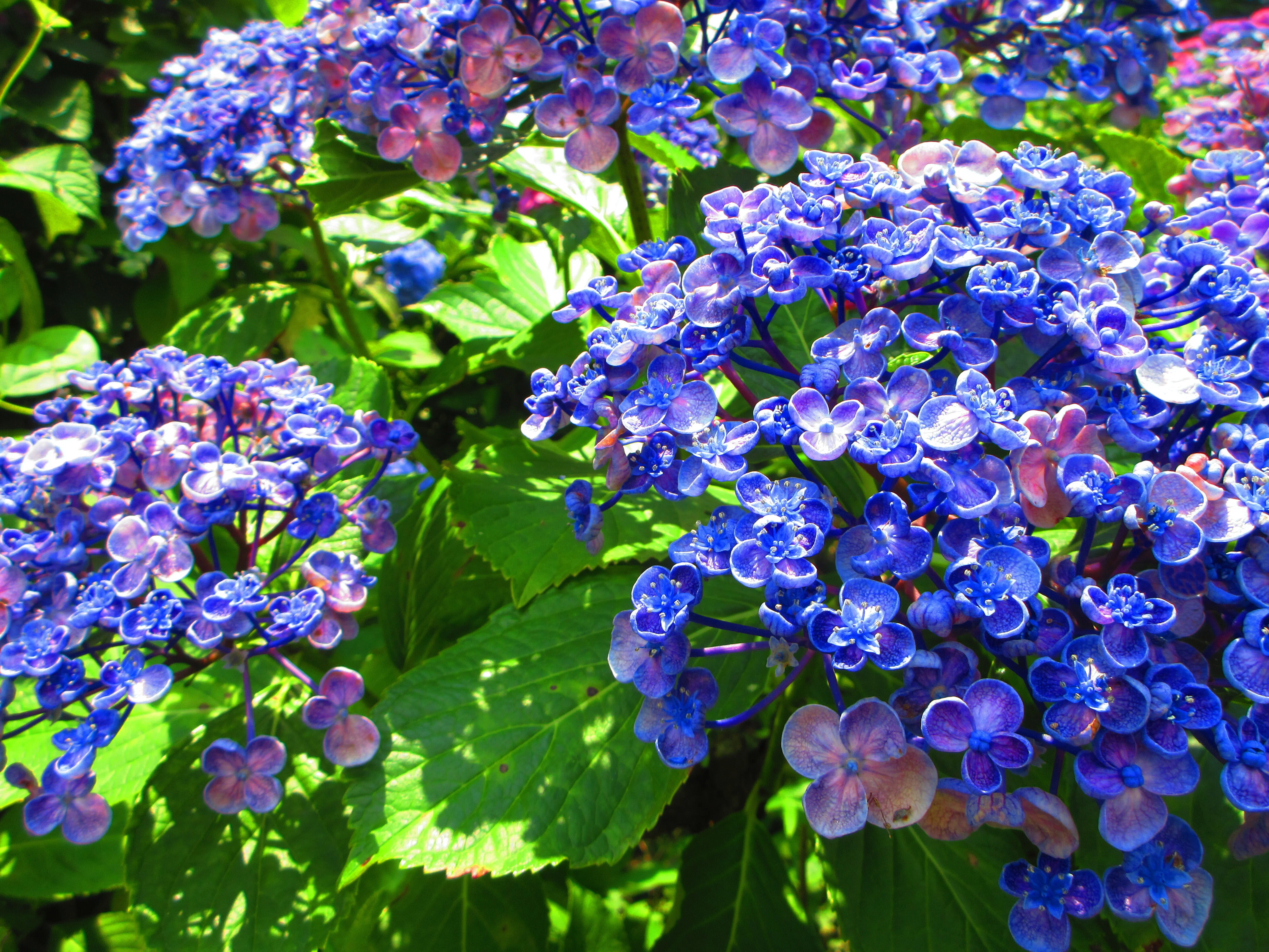 飛鳥山公園の紫陽花（2）｜夏夫