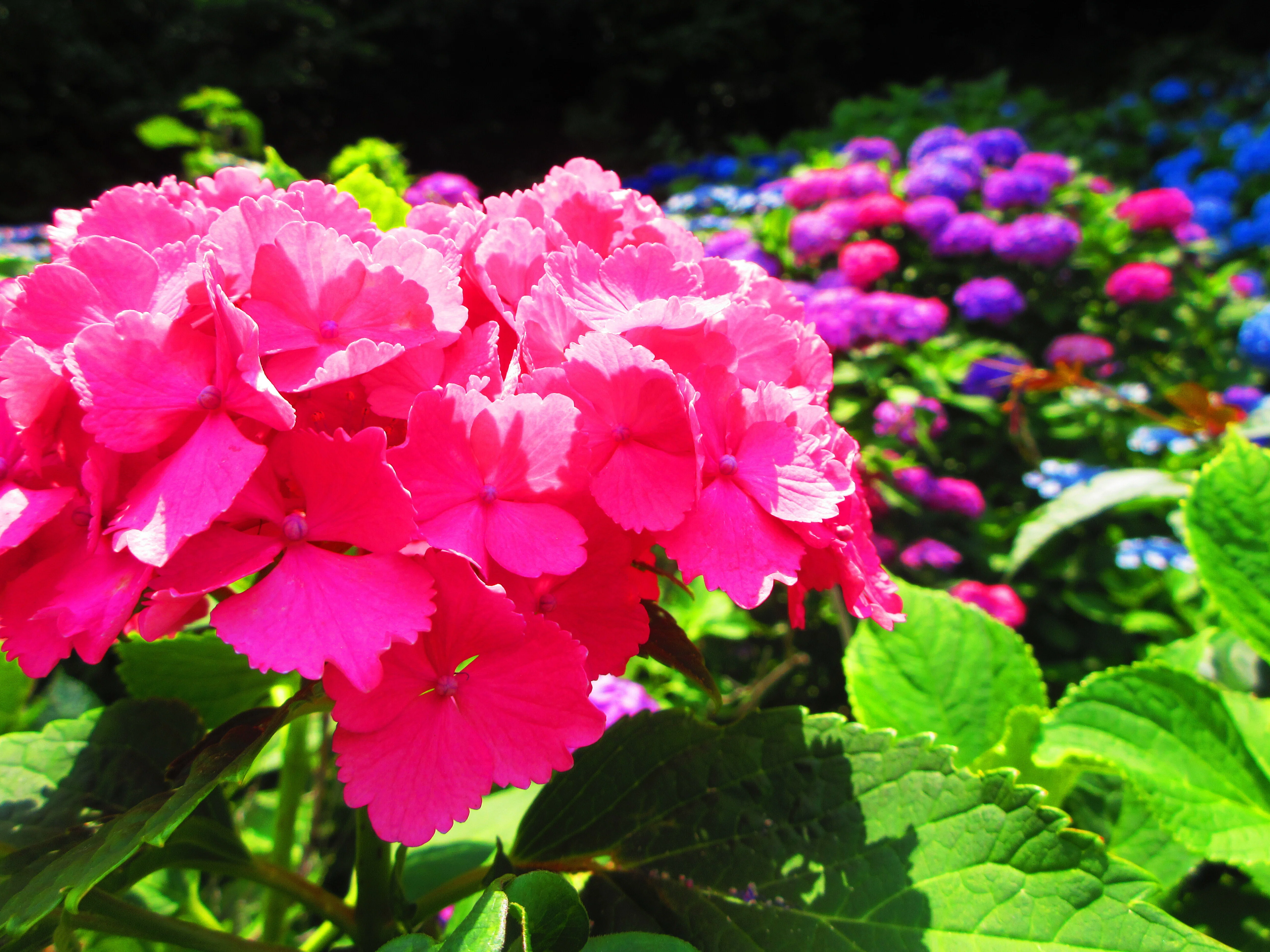 飛鳥山公園の紫陽花（2）｜夏夫