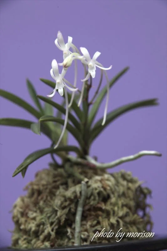 富貴蘭「豊 桃」の花（過去の画像倉庫から）｜KJ Morison
