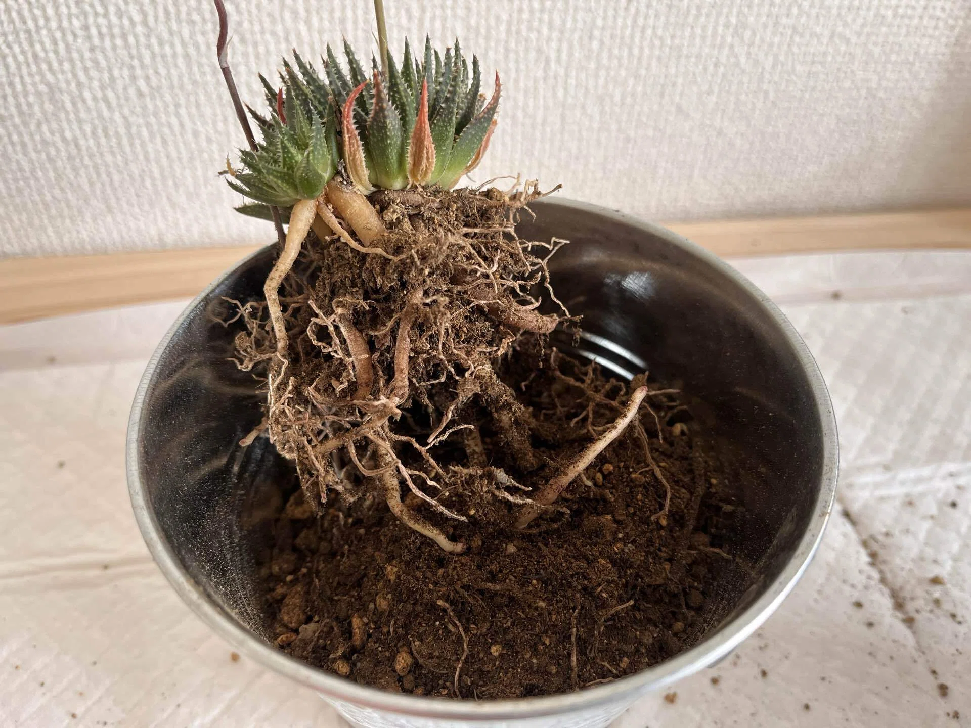 直径10cmの箱庭作り｜多肉植物の名前が厨二病すぎる！第伍話｜マイキー🐣