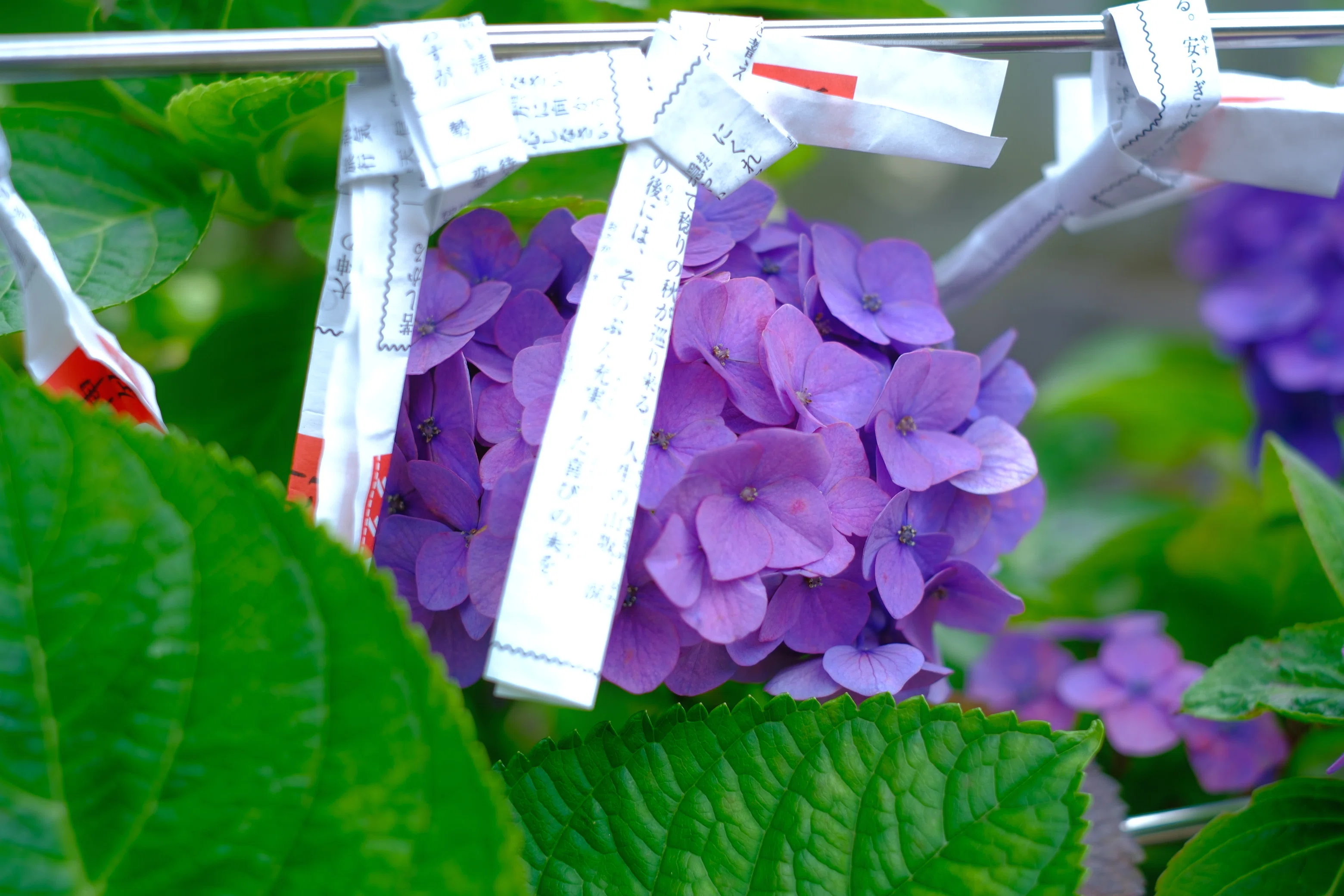 紫陽花を撮りに行きました【X-M5/XF35mmF1.4】｜みっちー