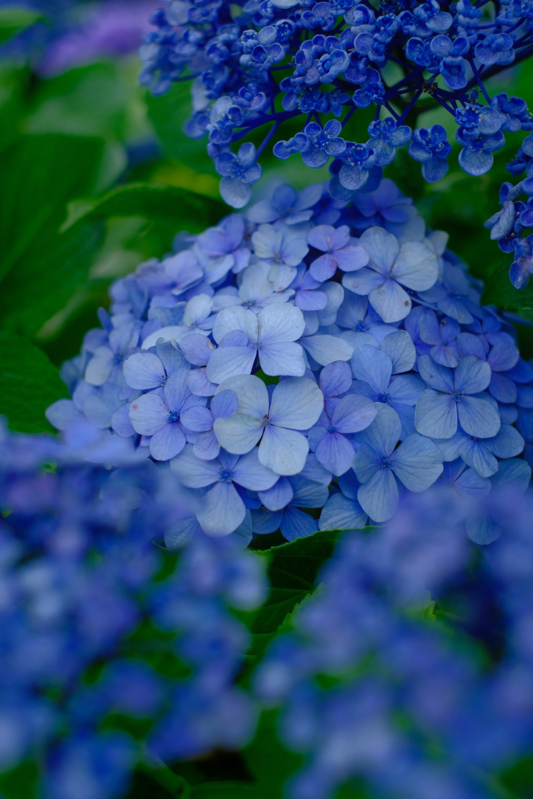 紫陽花を撮りに行きました【X-M5/XF35mmF1.4】｜みっちー