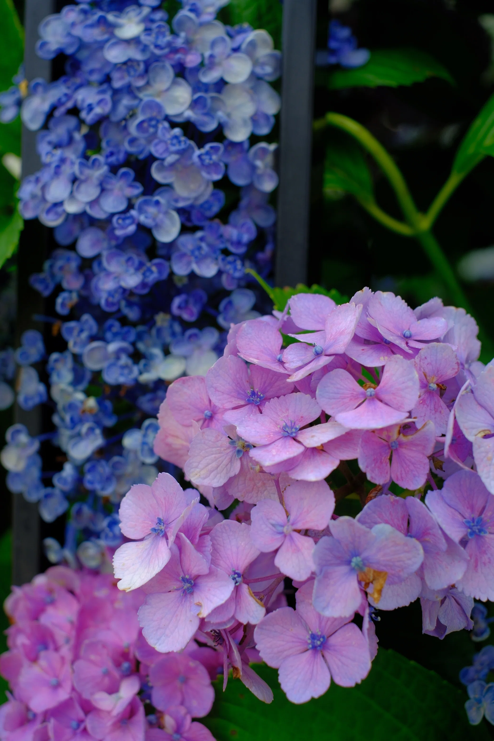 紫陽花を撮りに行きました【X-M5/XF35mmF1.4】｜みっちー