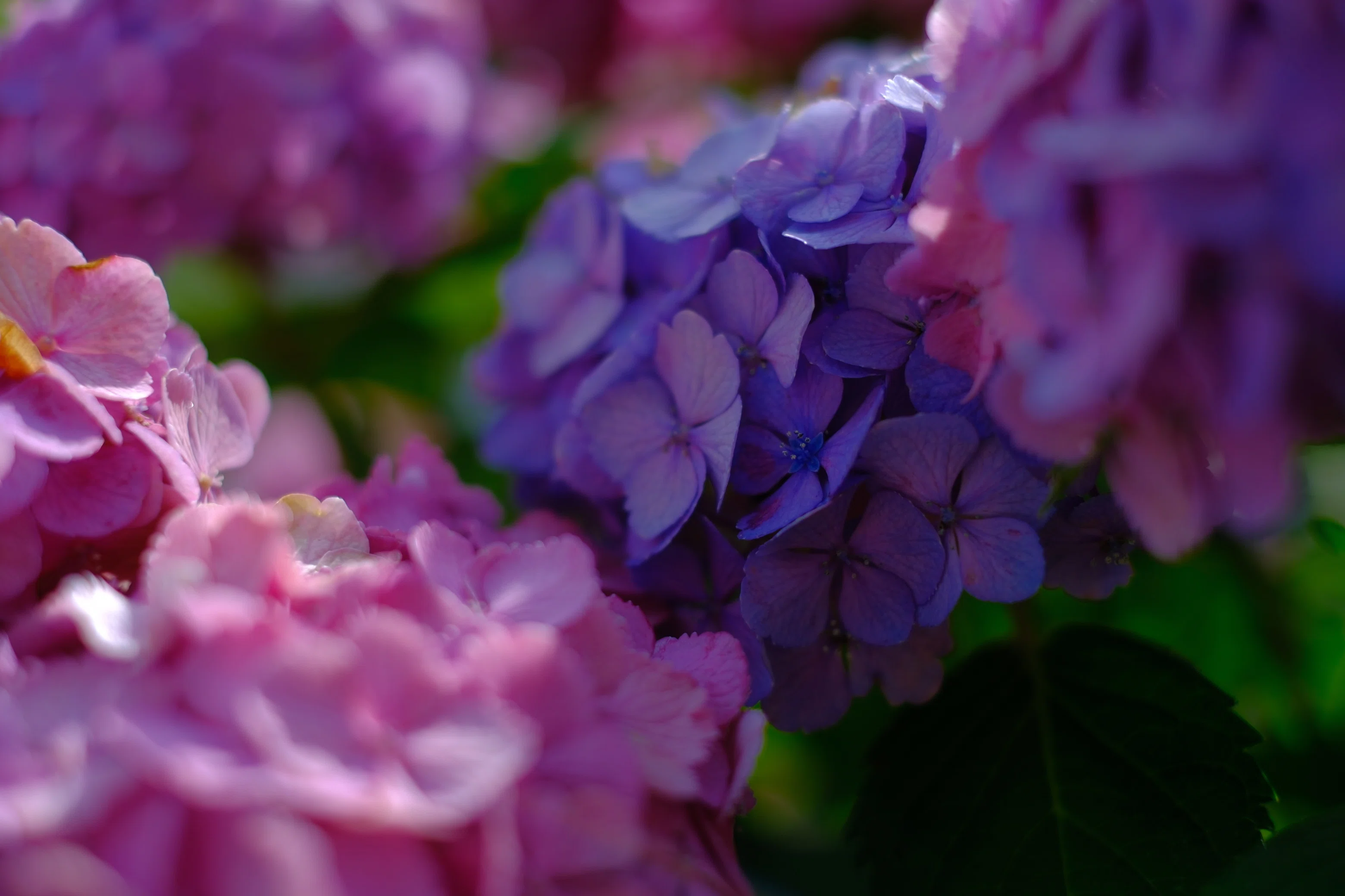 紫陽花を撮りに行きました【X-M5/XF35mmF1.4】｜みっちー