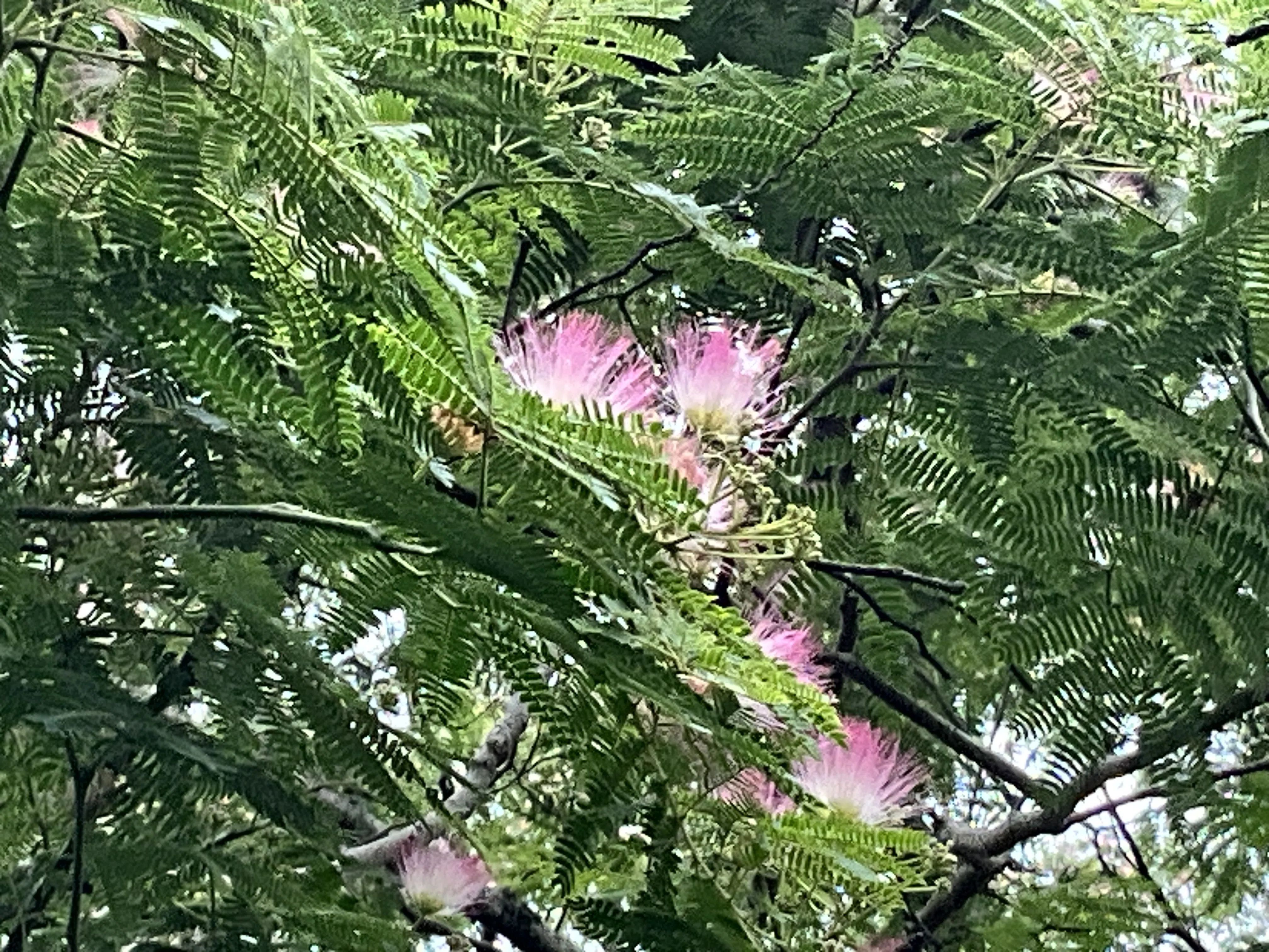 大芝生地南のネムノキの花（京都府立植物園）No.102：2026年6月18日