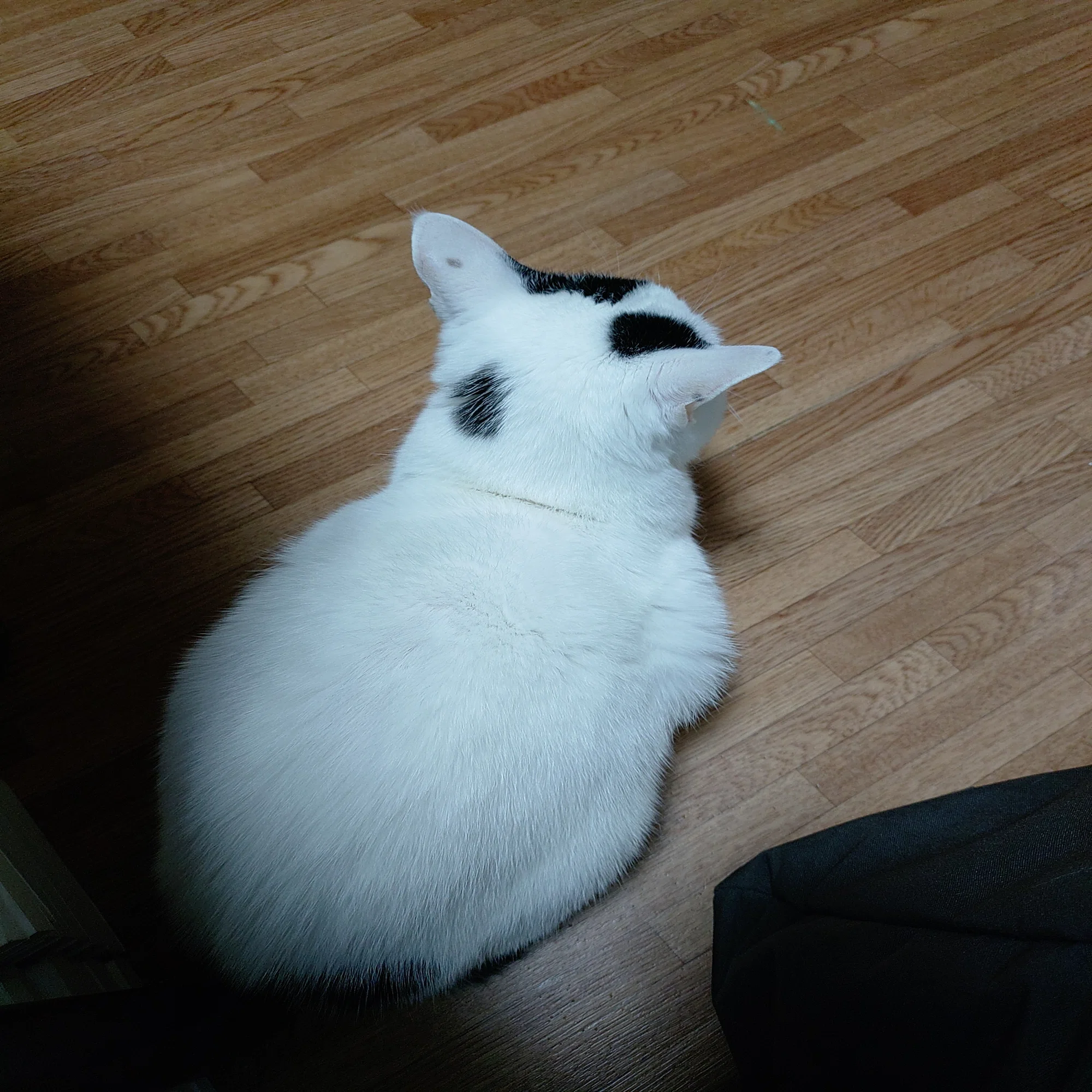 ねこの名前の変態について｜たけうち