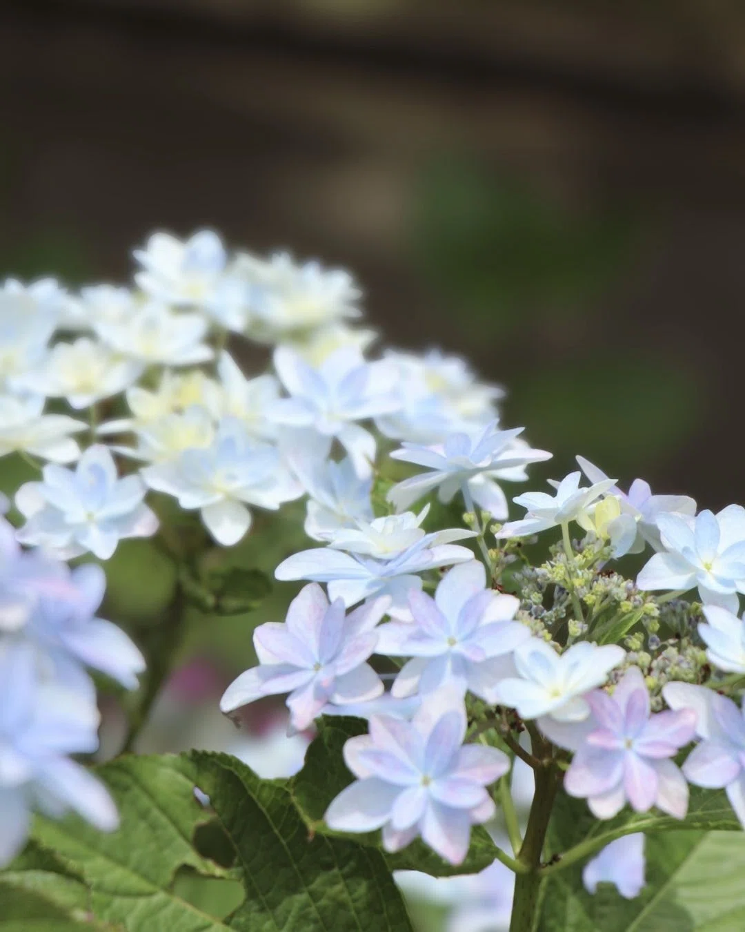 紫陽花の輝き｜mayumi