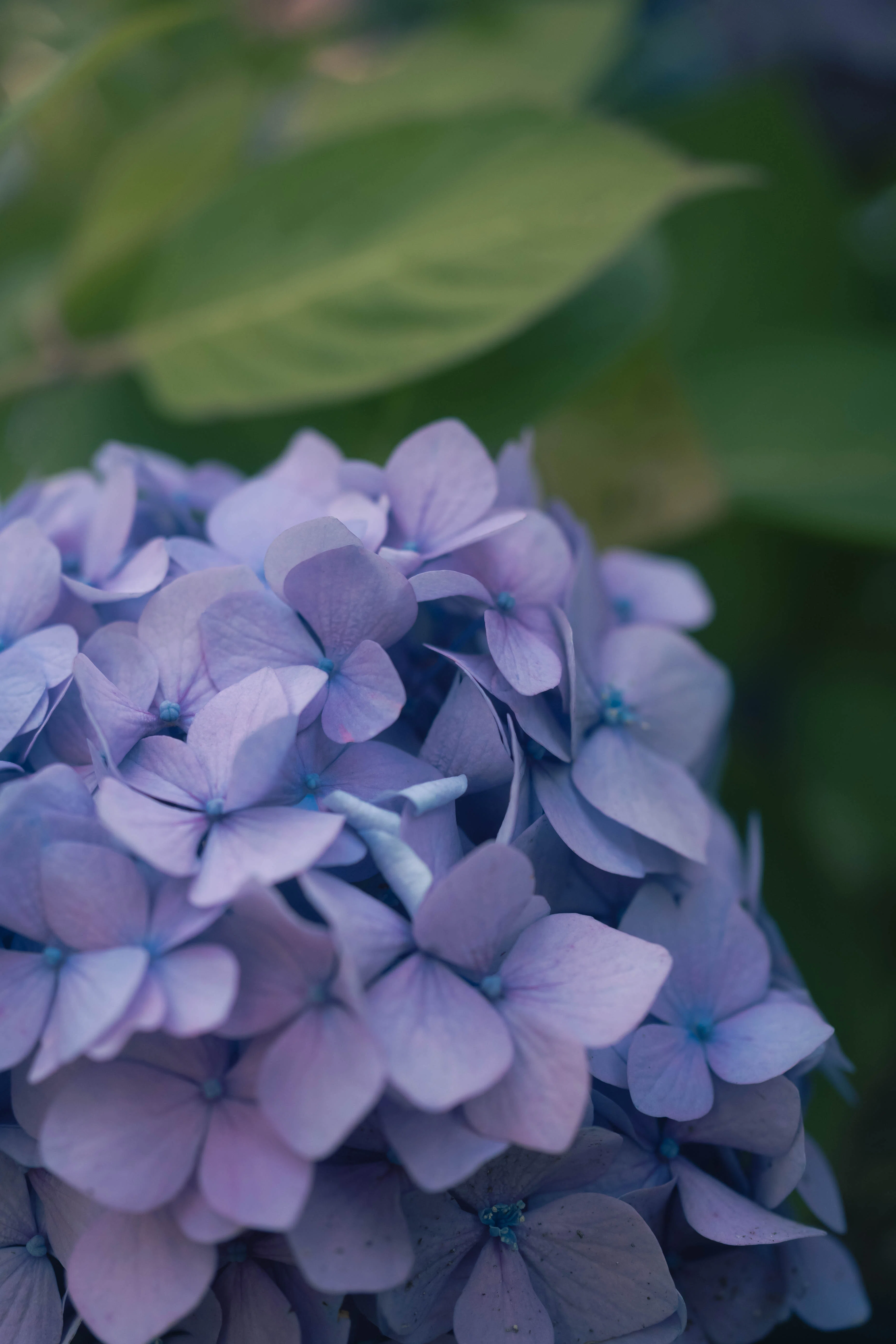 過去一紫陽花を楽しんだ2026年6月 🪴｜くどうあさな／うつろいのなかで