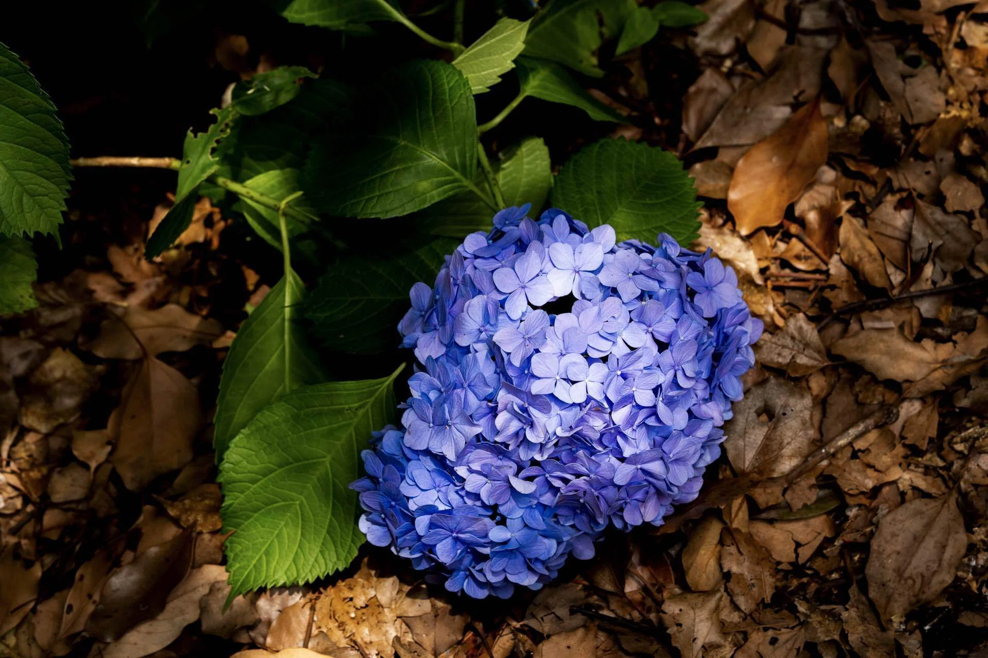 紫陽花の季節なのにカメラがない！｜hana