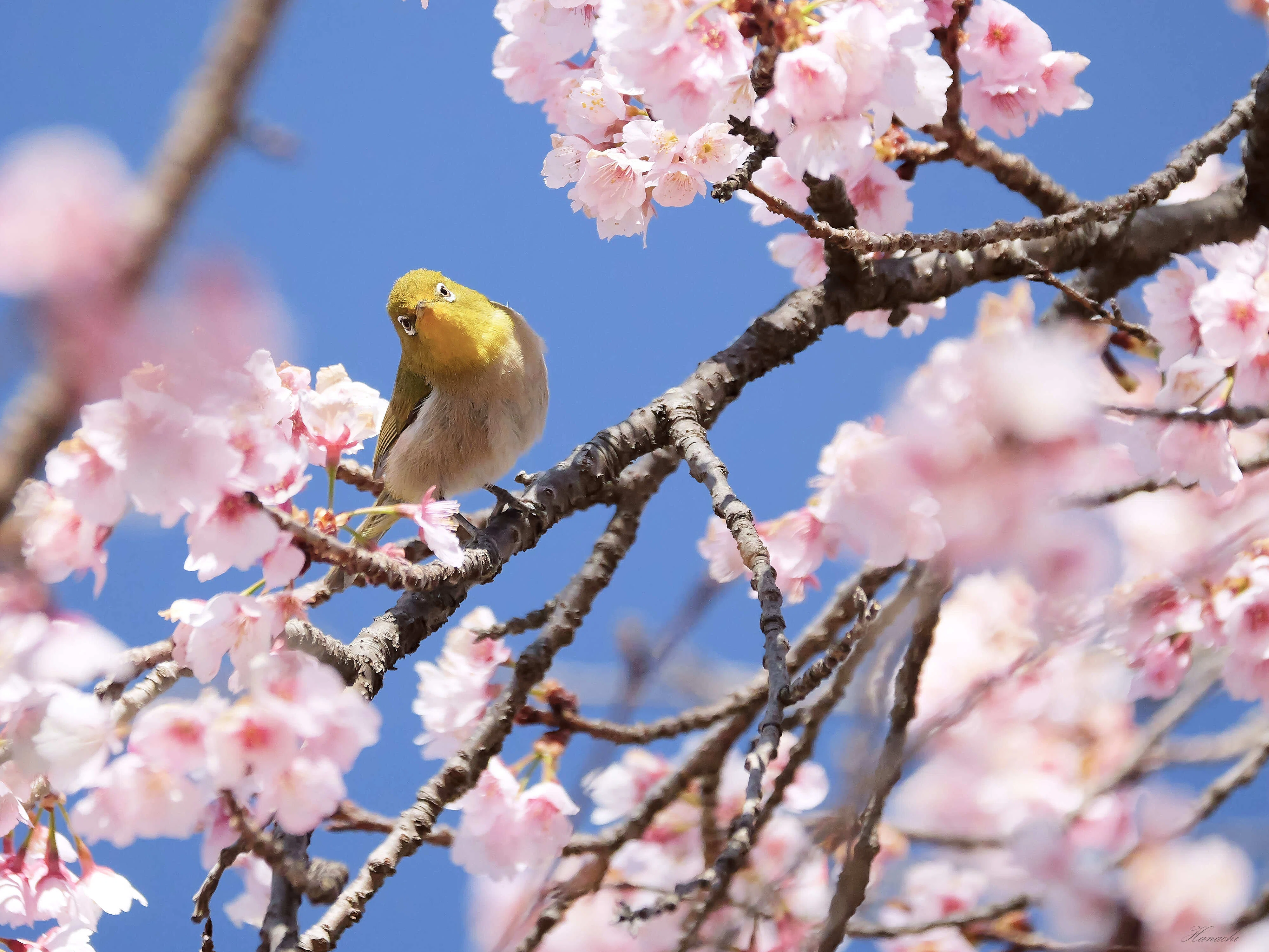 春が来た、メジロが来た - マイクロフォーサーズで鳥を撮る｜はなち みつき