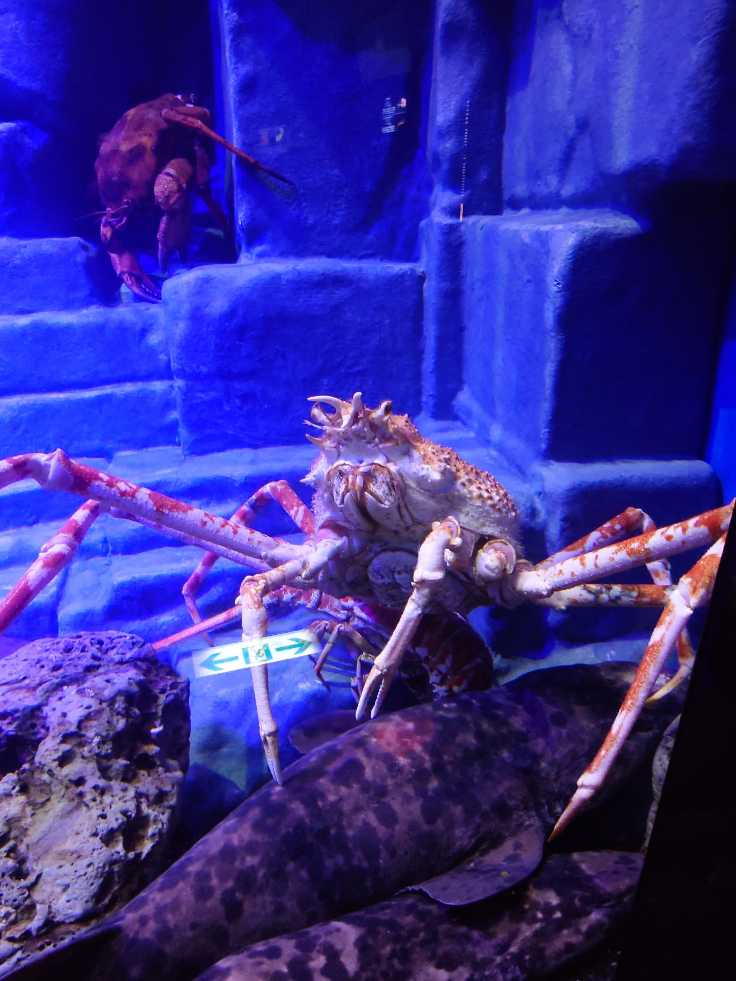 久々の沼津港深海水族館｜高峰 椿