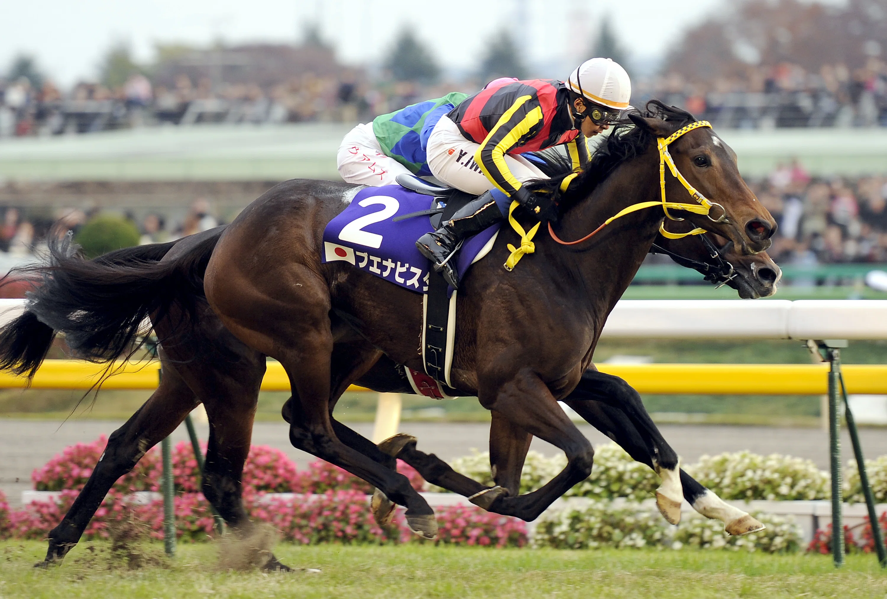 2026年度の顕彰馬が発表。私の投票馬は…(サンスポ板津)｜サンスポレース