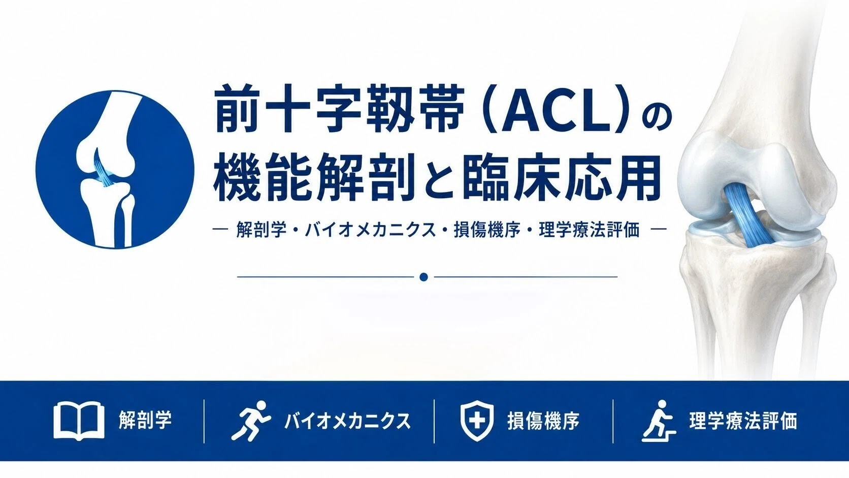 ACL損傷・再建術後リハビリに活かす前十字靱帯（ACL）の機能解剖