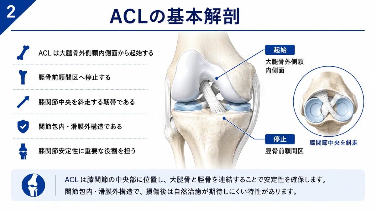 図解・膝の機能解剖と靭帯損傷 ACL損傷・再建術後リハビリに活かす前十字靱帯（ACL）の機能解剖
