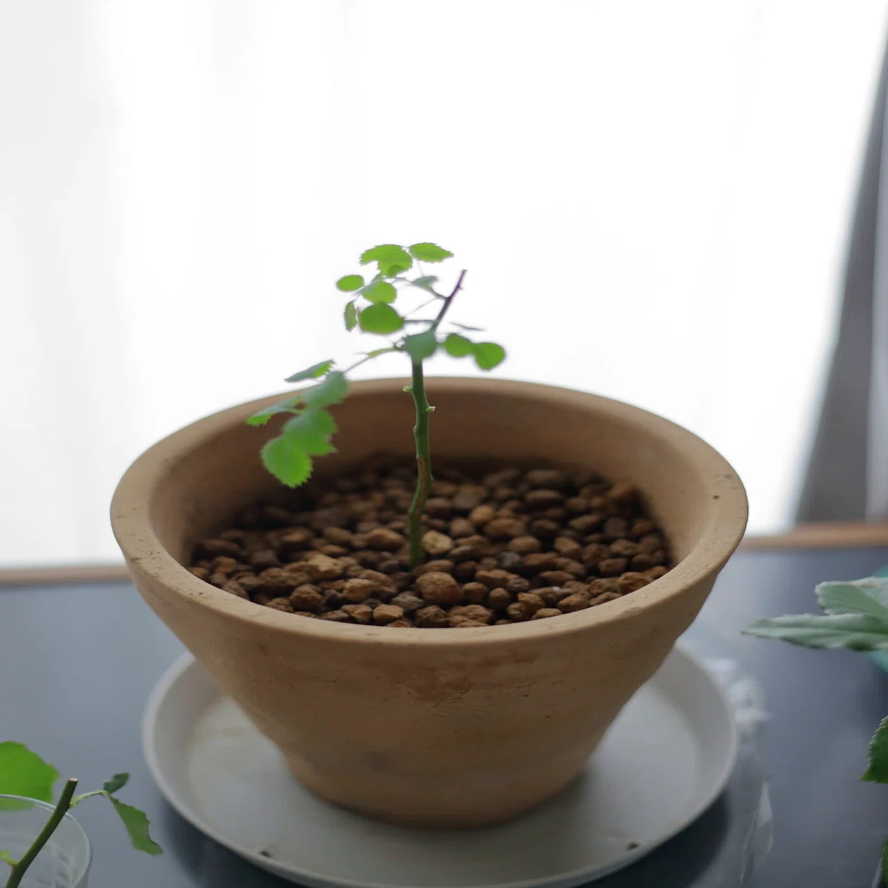 木曜連載：鉢植え薔薇編 第2回】最高気温31℃の試練。現役建築士が