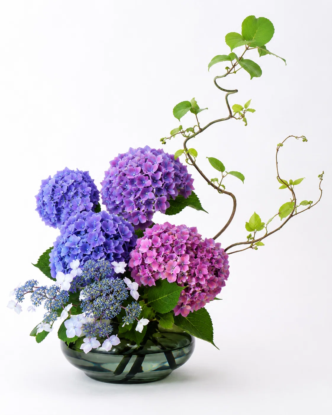 紫陽花の魔法 ― 雨の日が待ち遠しくなる花の魅力The Magic of