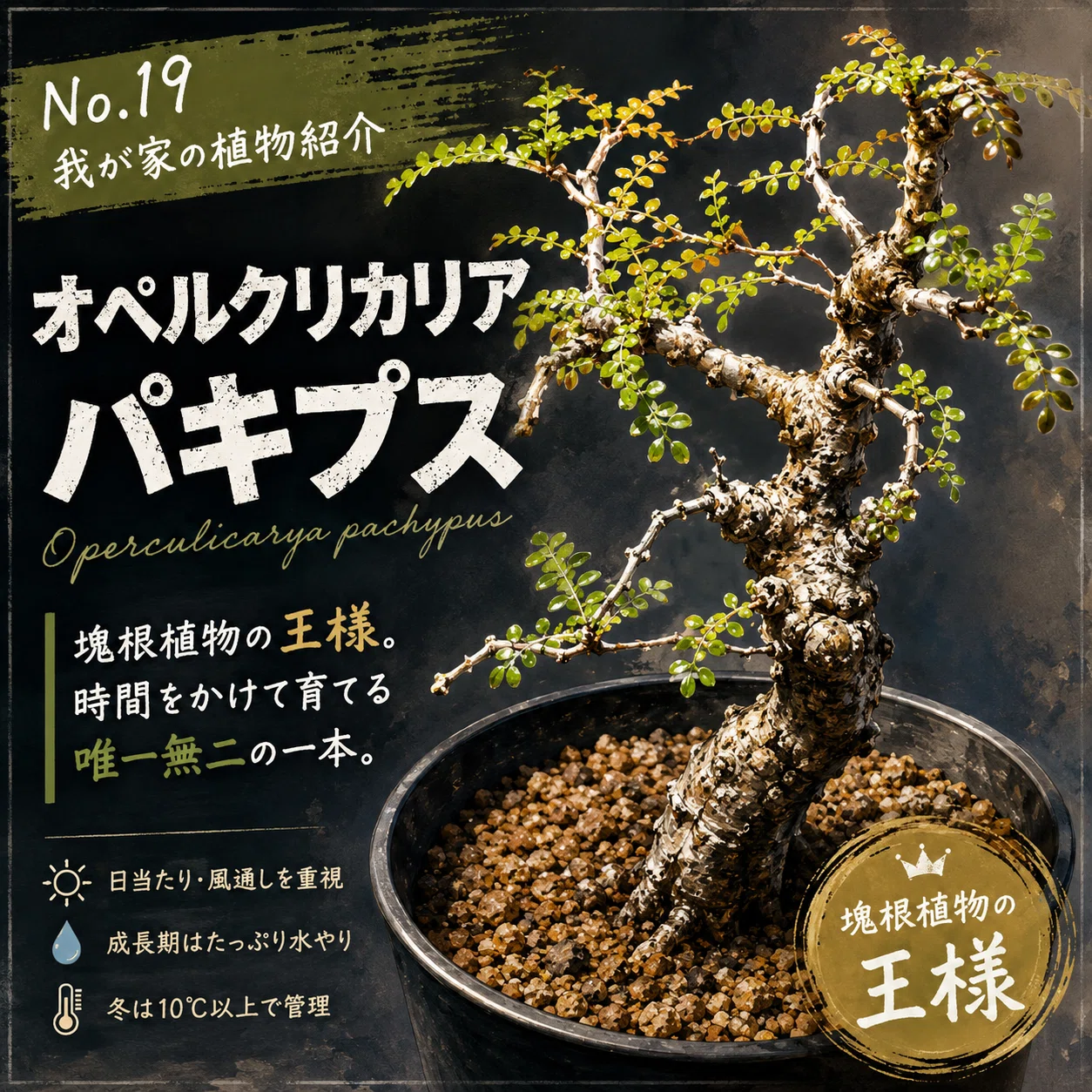 No.19 我が家の植物紹介「オペルクリカリア・パキプス」｜マキ爬虫類