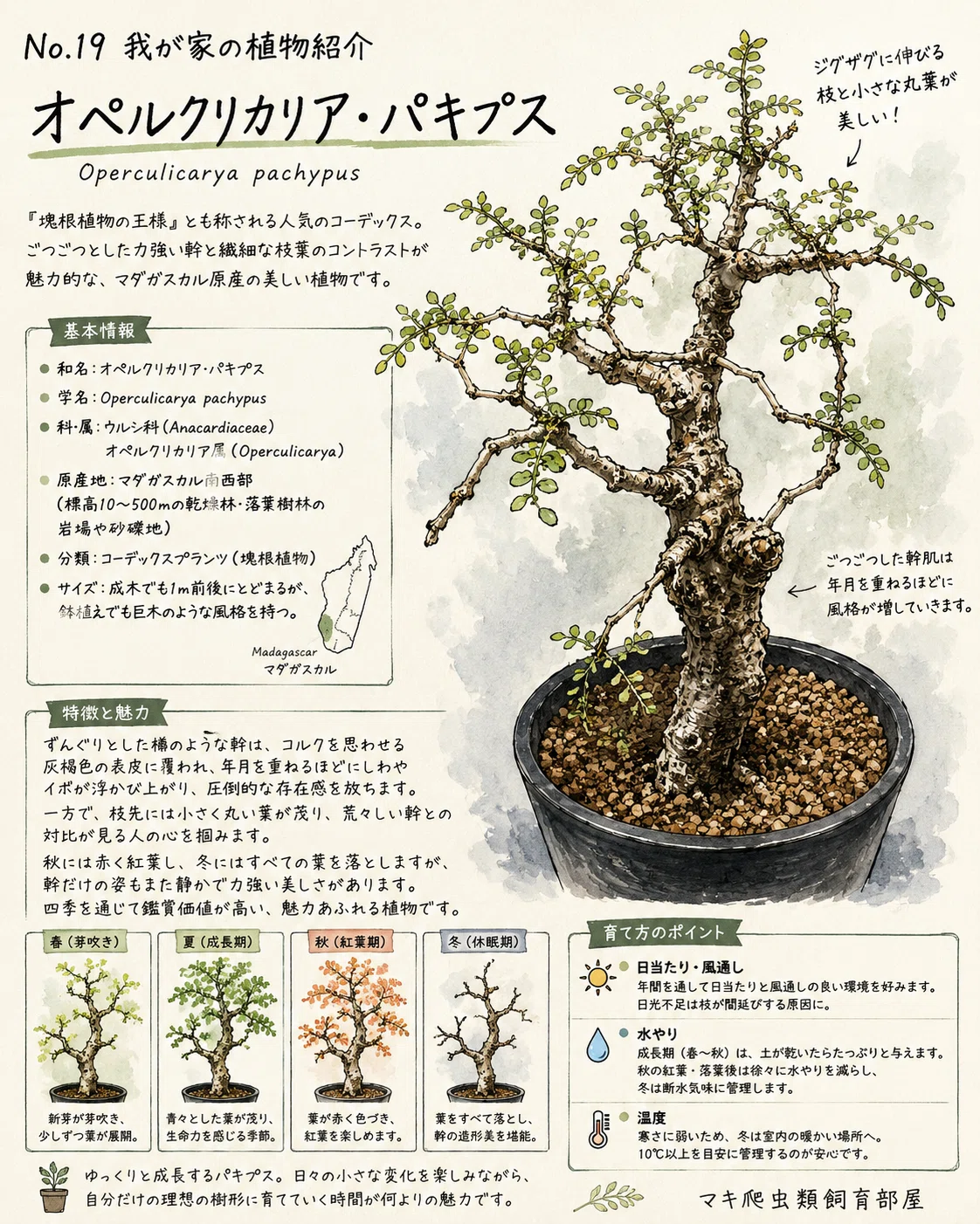 No.19 我が家の植物紹介「オペルクリカリア・パキプス」｜マキ爬虫類