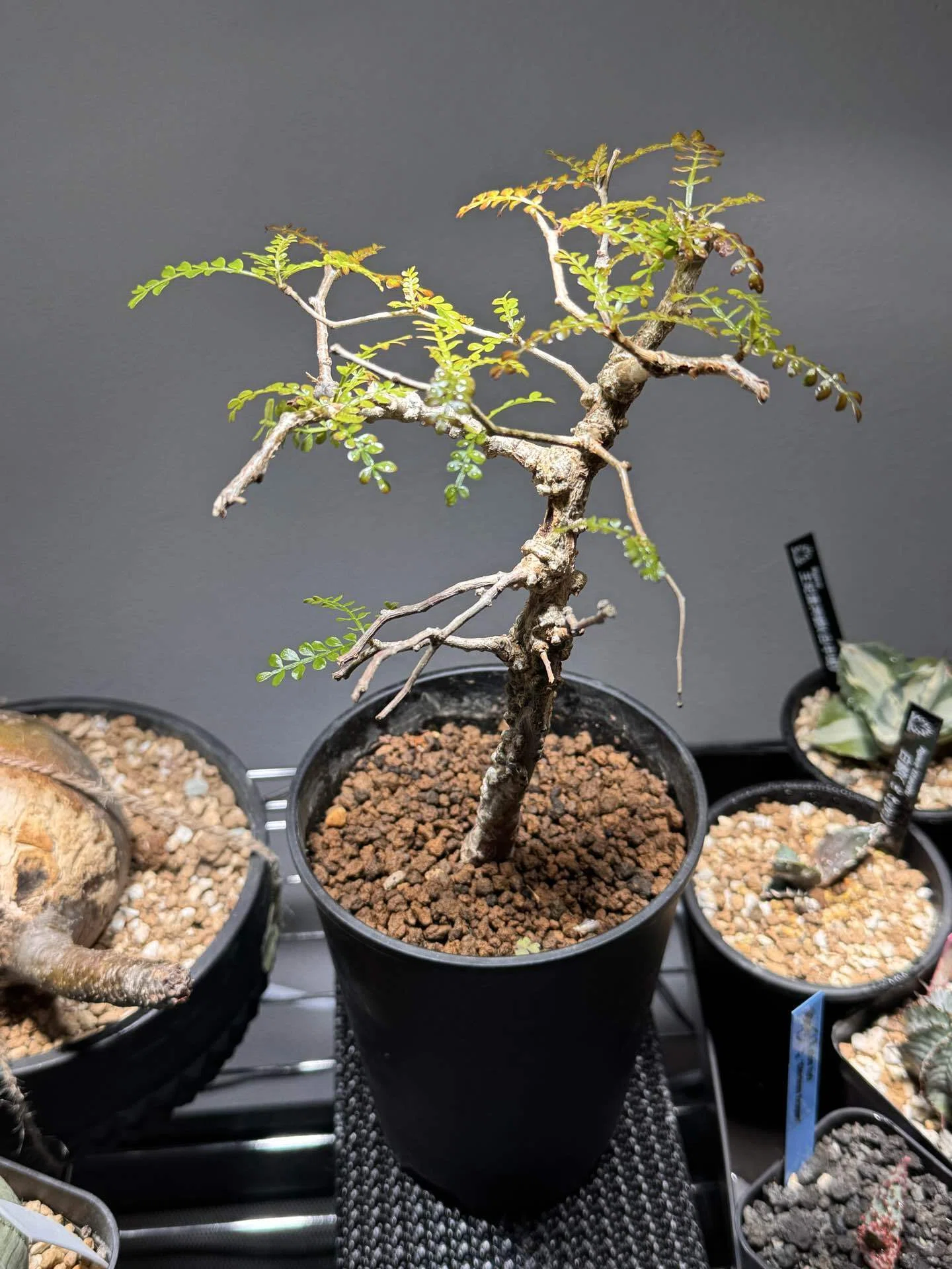 No.19 我が家の植物紹介「オペルクリカリア・パキプス」｜マキ爬虫類