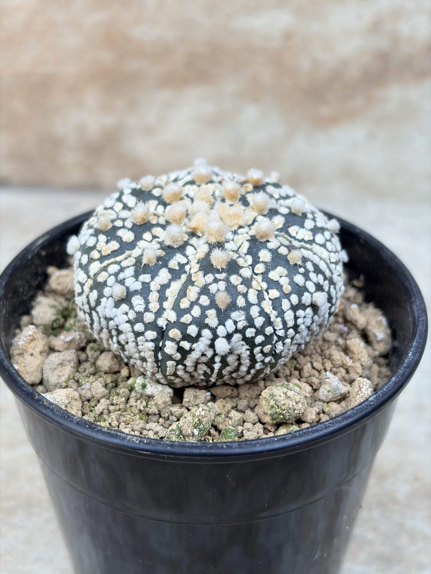 花屋店員の植物紹介】サボテン アストロフィツム 鸞鳳玉｜僕の日記