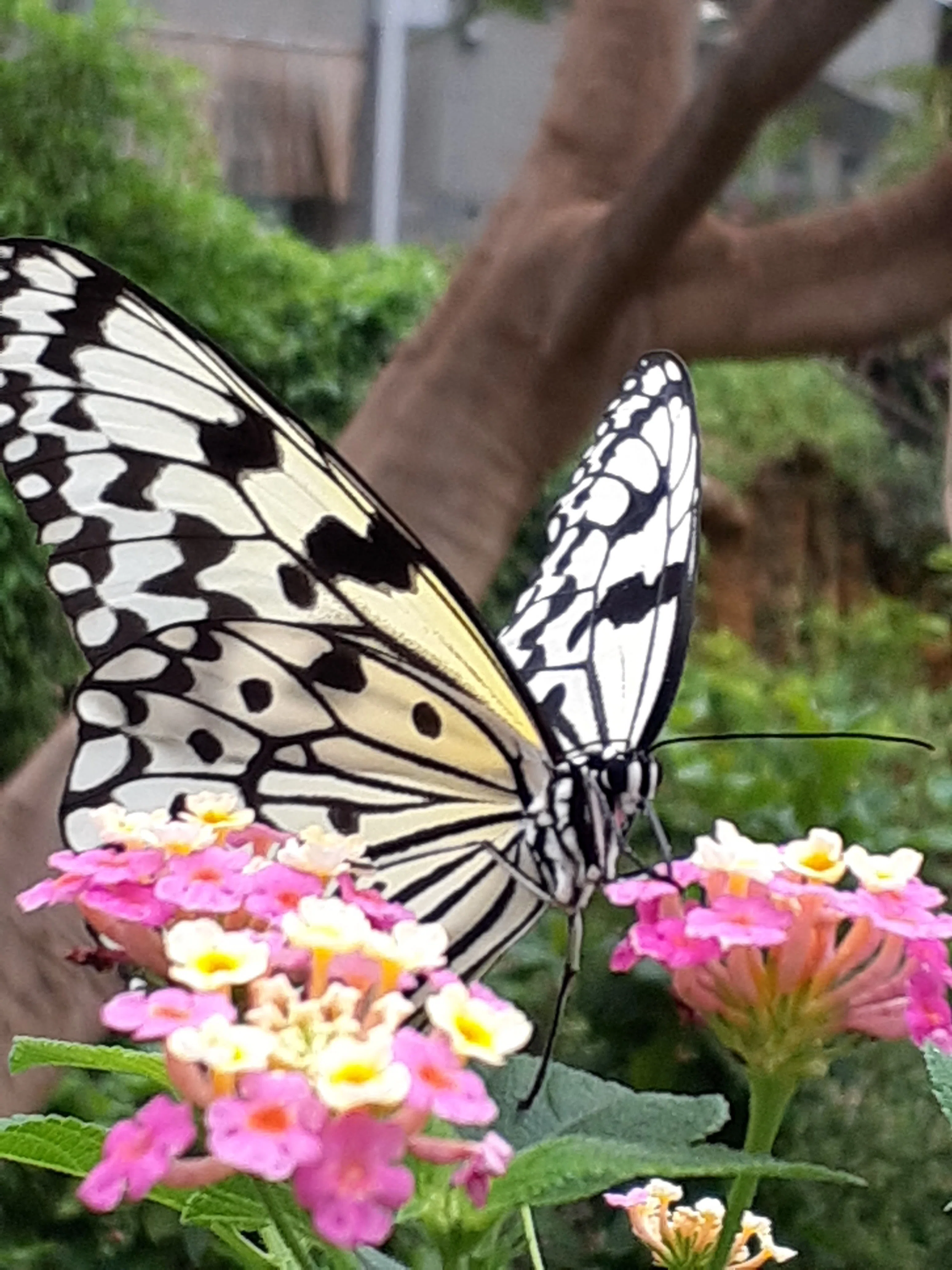 蝶々 多摩動物公園｜merumama