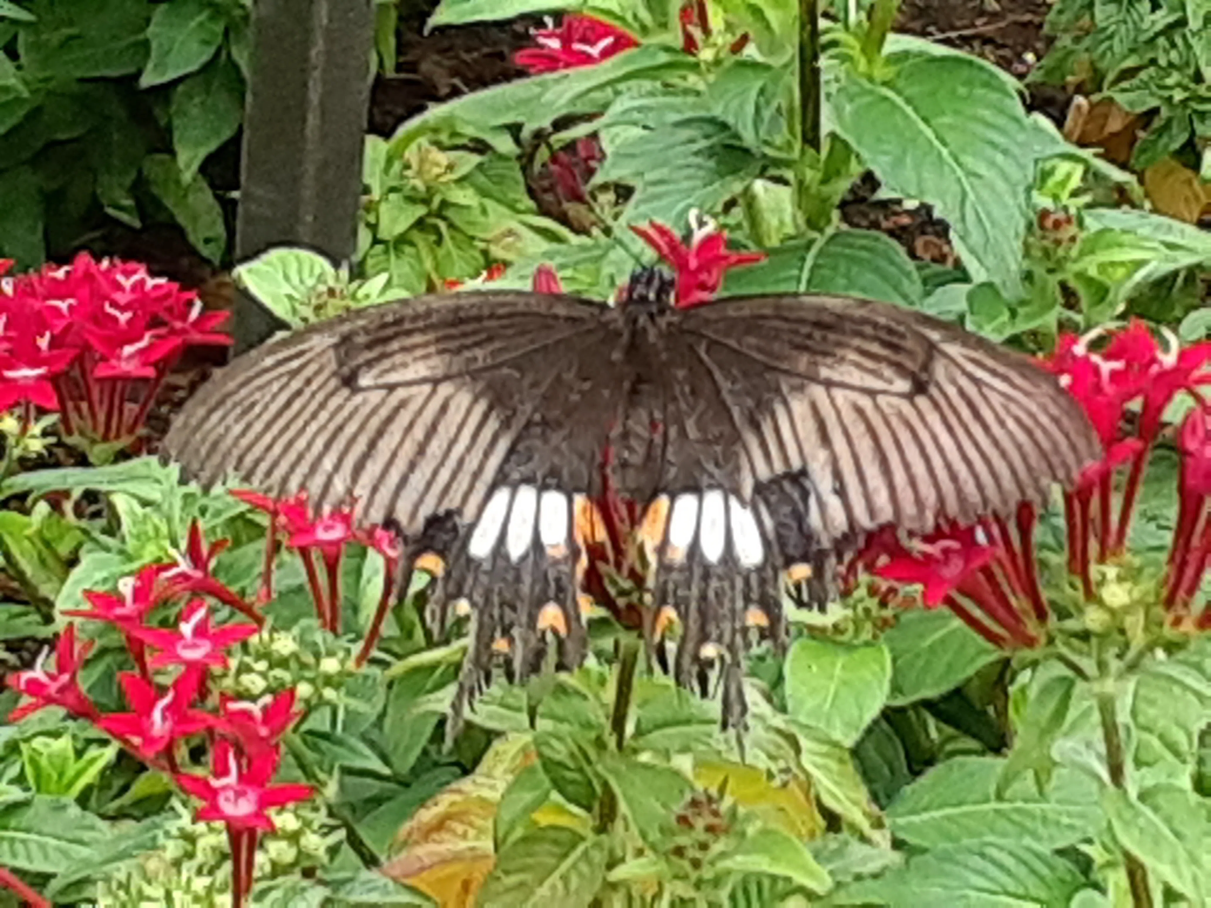 蝶々 多摩動物公園｜merumama