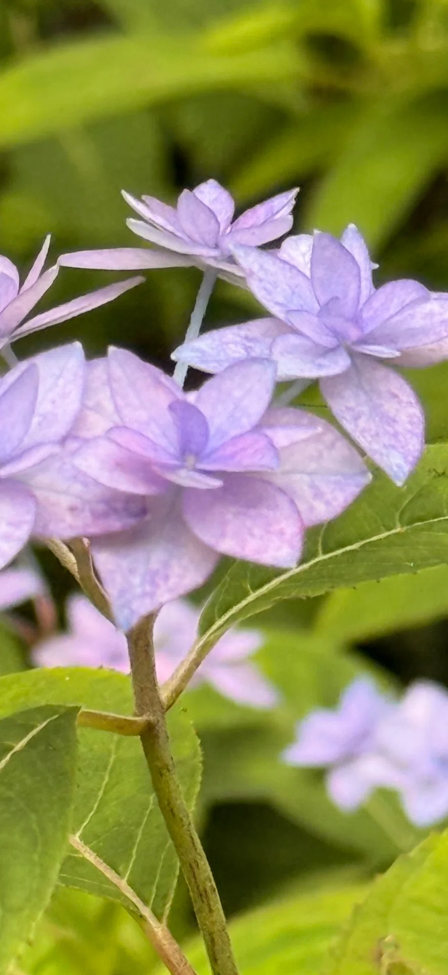 花 シチダンカ』 この『幻の花』を全国に広めたのは『神戸市立森林植物園