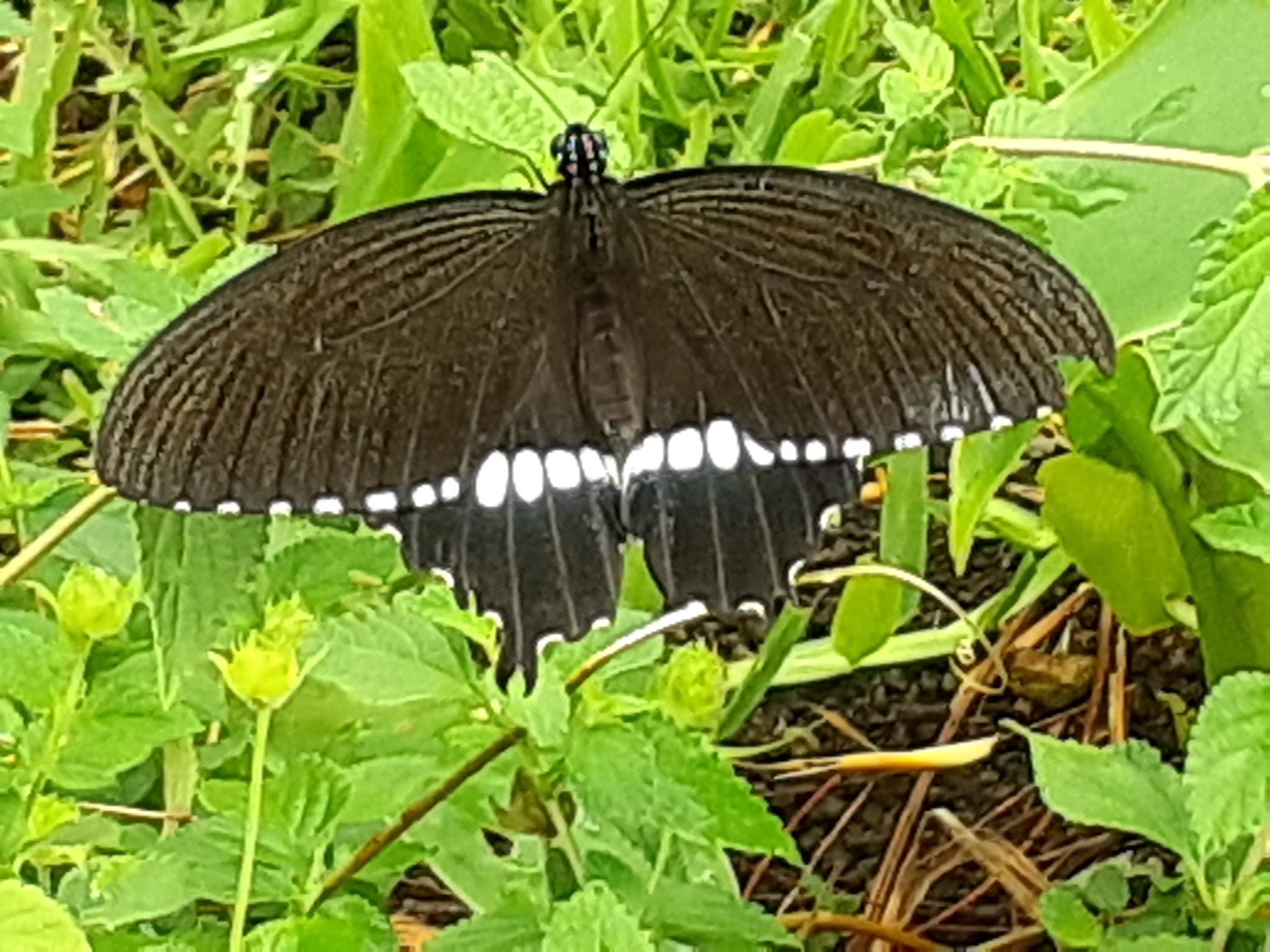 蝶々 多摩動物公園｜merumama