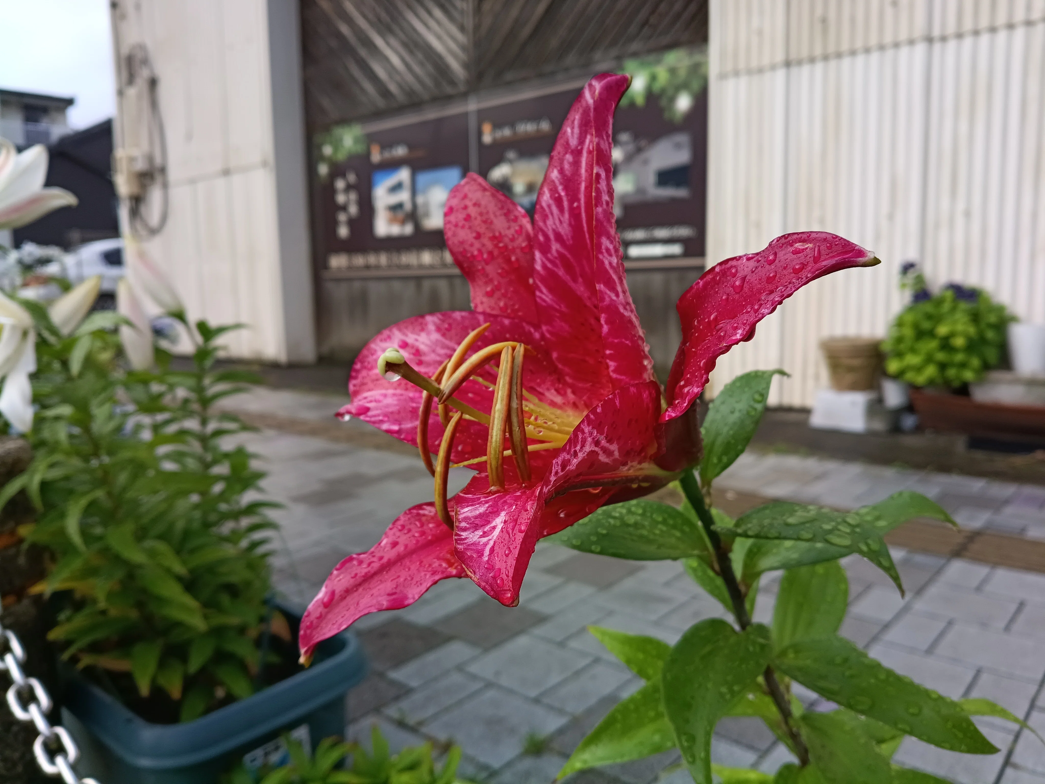 雨上がりの朝260618｜おーちゃん
