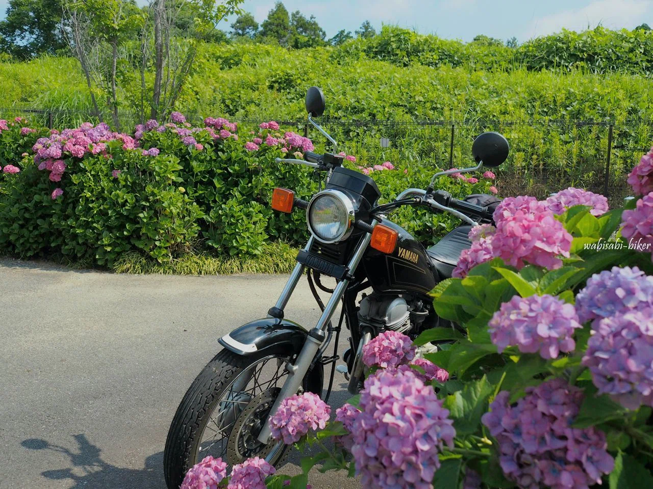 原付二種生活、10年目の紫陽花｜ムヒカ｜わびさびバイカー