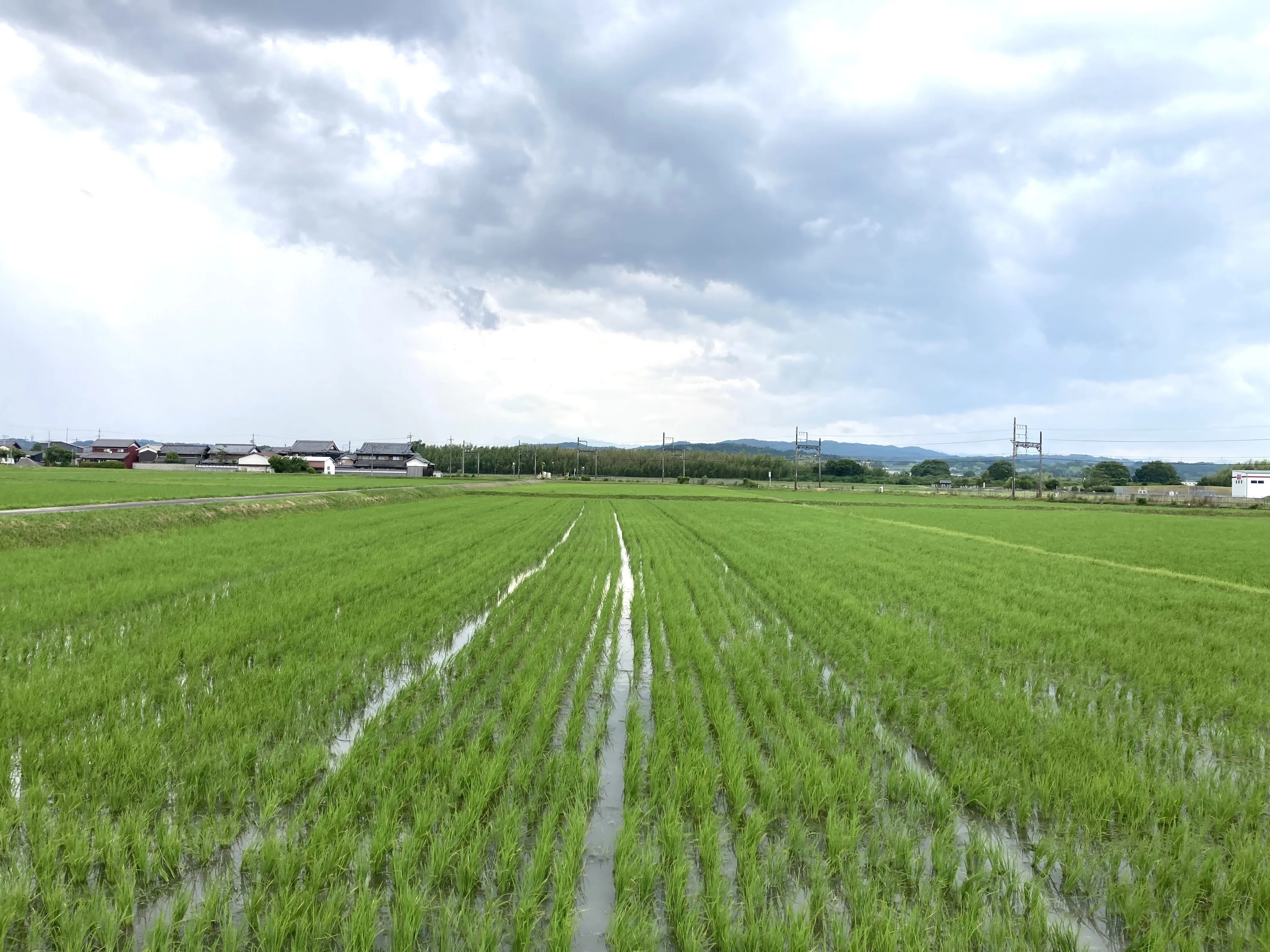 ゼロから始める伊賀の米づくり70：中干し前の溝切り〜田んぼの中に入り