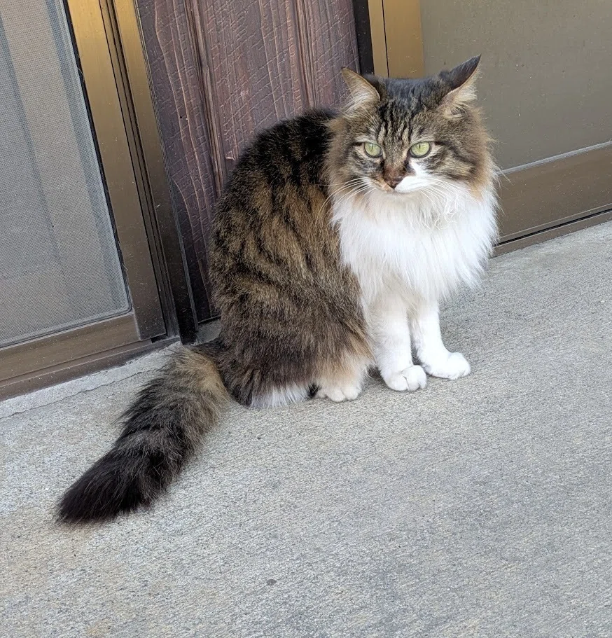 猫三昧20 愛くるしいノルウェージャンフォレスト猫｜kuta