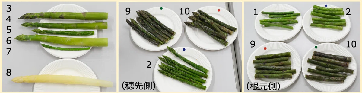 八百屋塾レポート】 勉強品目：アスパラガス（2026/5/17開催）｜八百屋塾