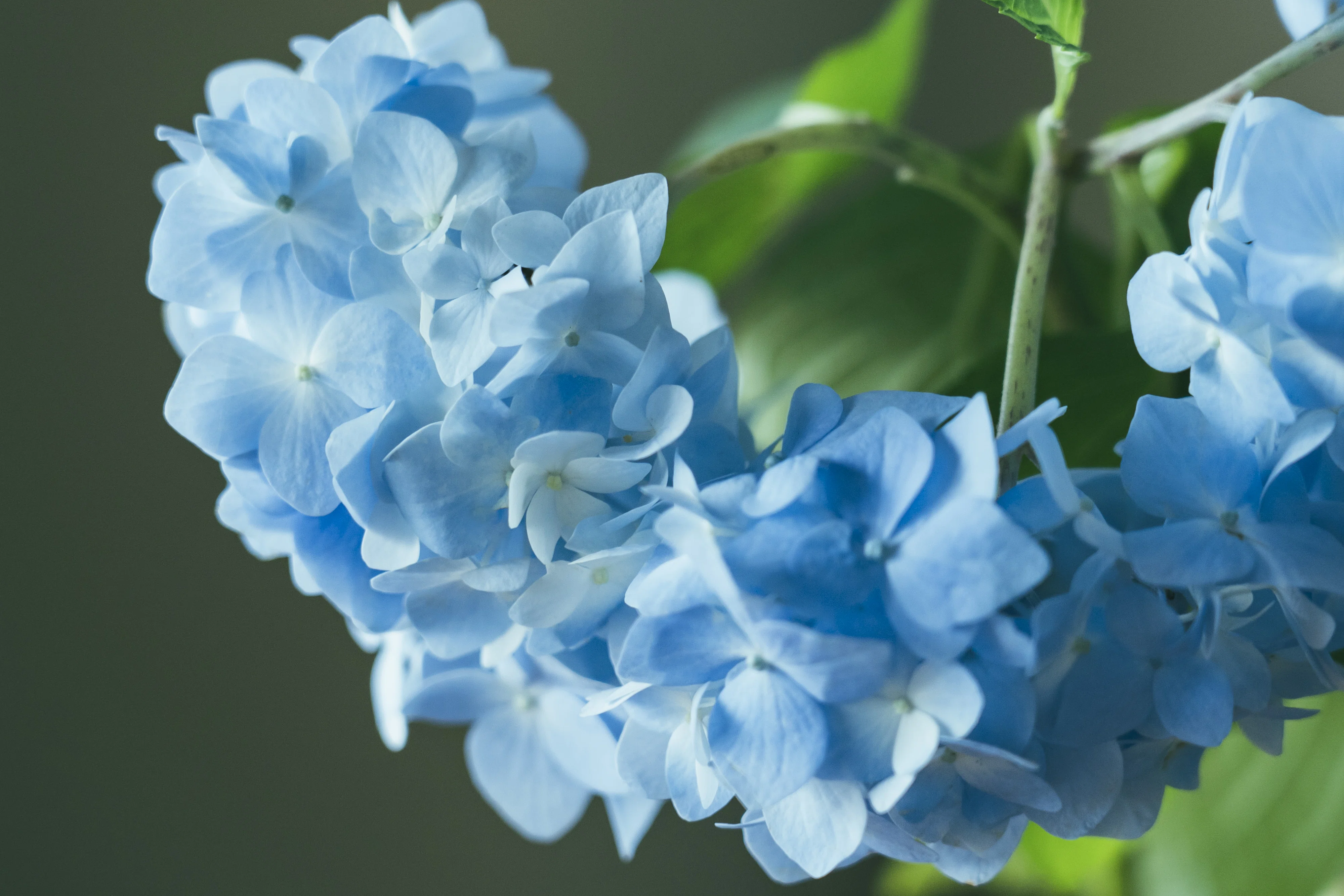 紫陽花 — 雨の中で、色を変える花｜Fragsphere