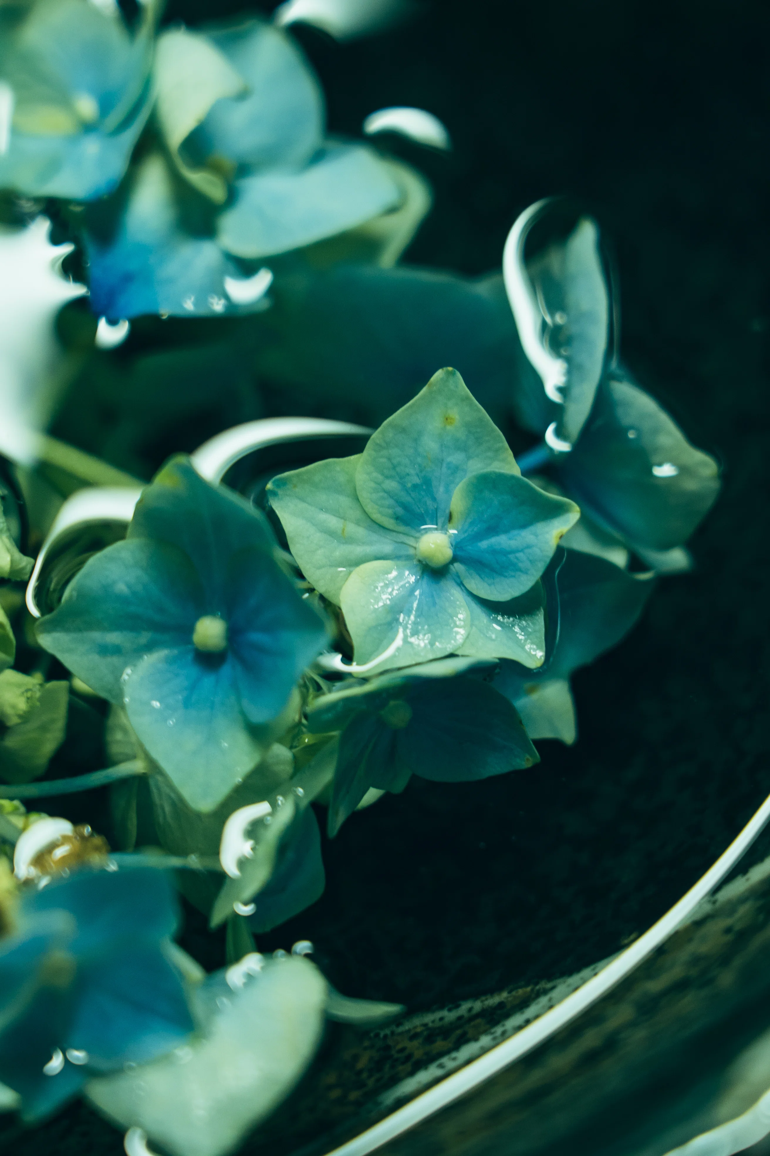 紫陽花 — 雨の中で、色を変える花｜Fragsphere