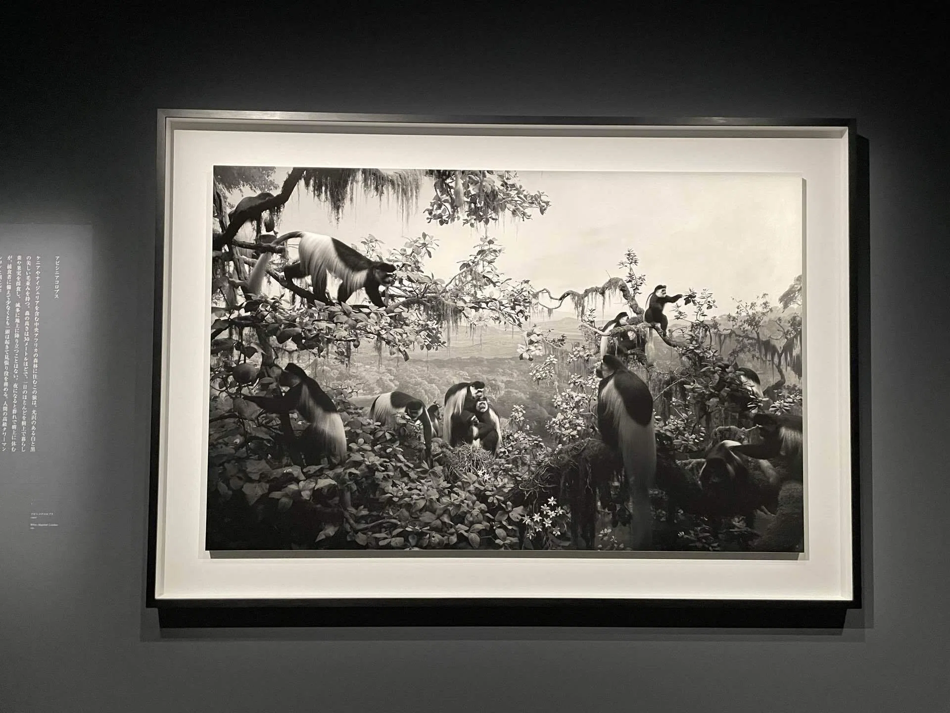 2026/06/18_杉本博司 絶滅写真@東京国立近代美術館｜ひとやすみ