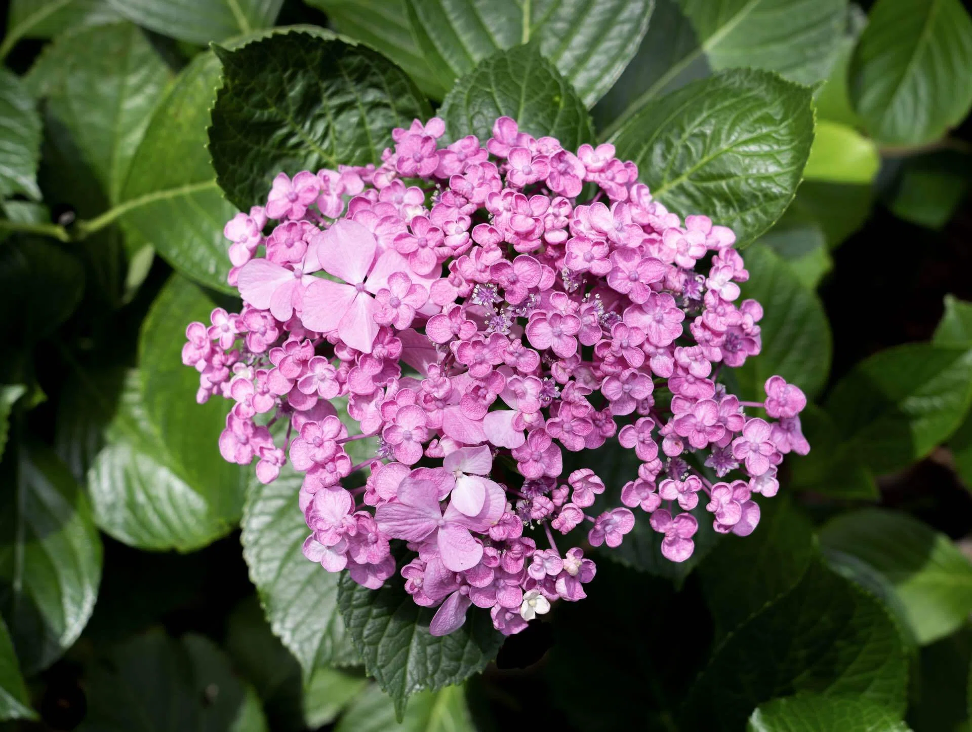 紫陽花の季節なのにカメラがない！｜hana