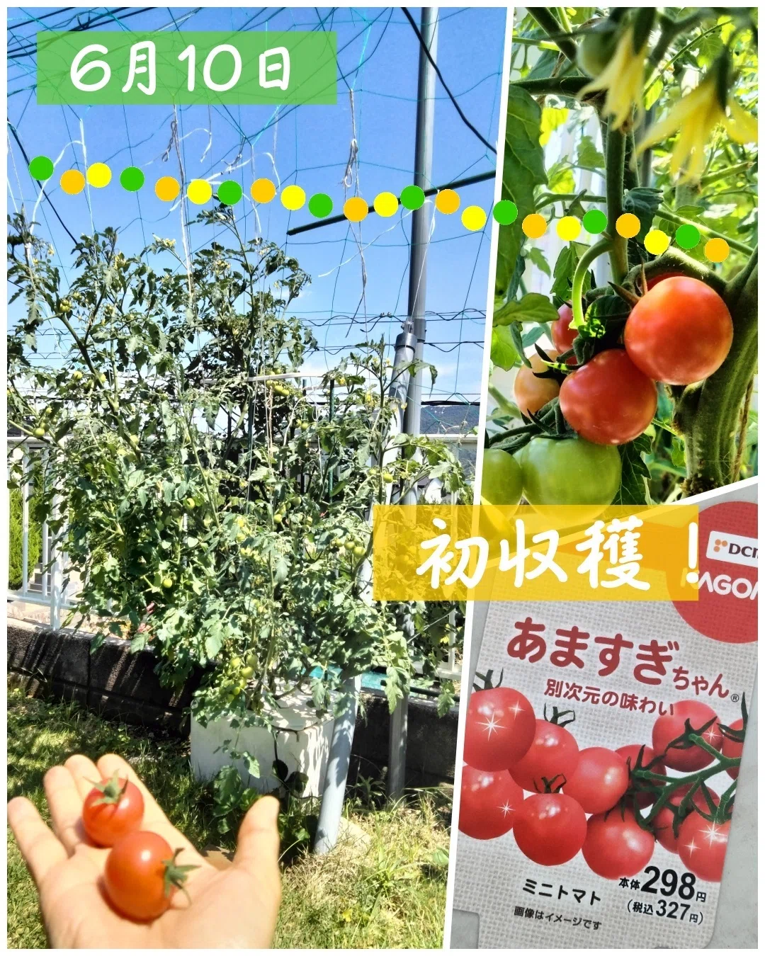 2026年とまとん菜園では何を育ててる？【トマト編】ほぼ無料記事
