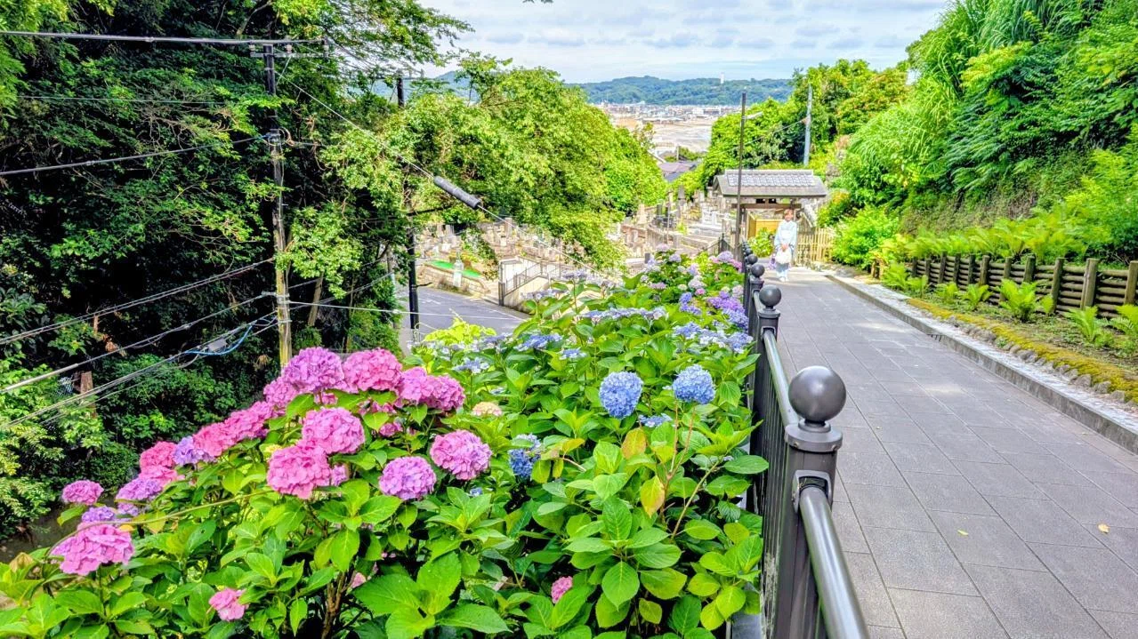 鎌倉「成就院の紫陽花 2026」【四季折々の花、草木】〈名所編 その89