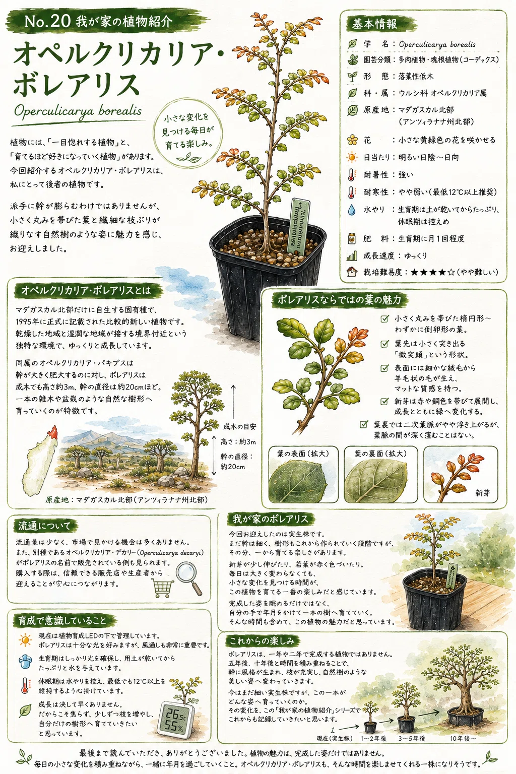 No.20 我が家の植物紹介「オペルクリカリア・ボレアリス:Operculicarya